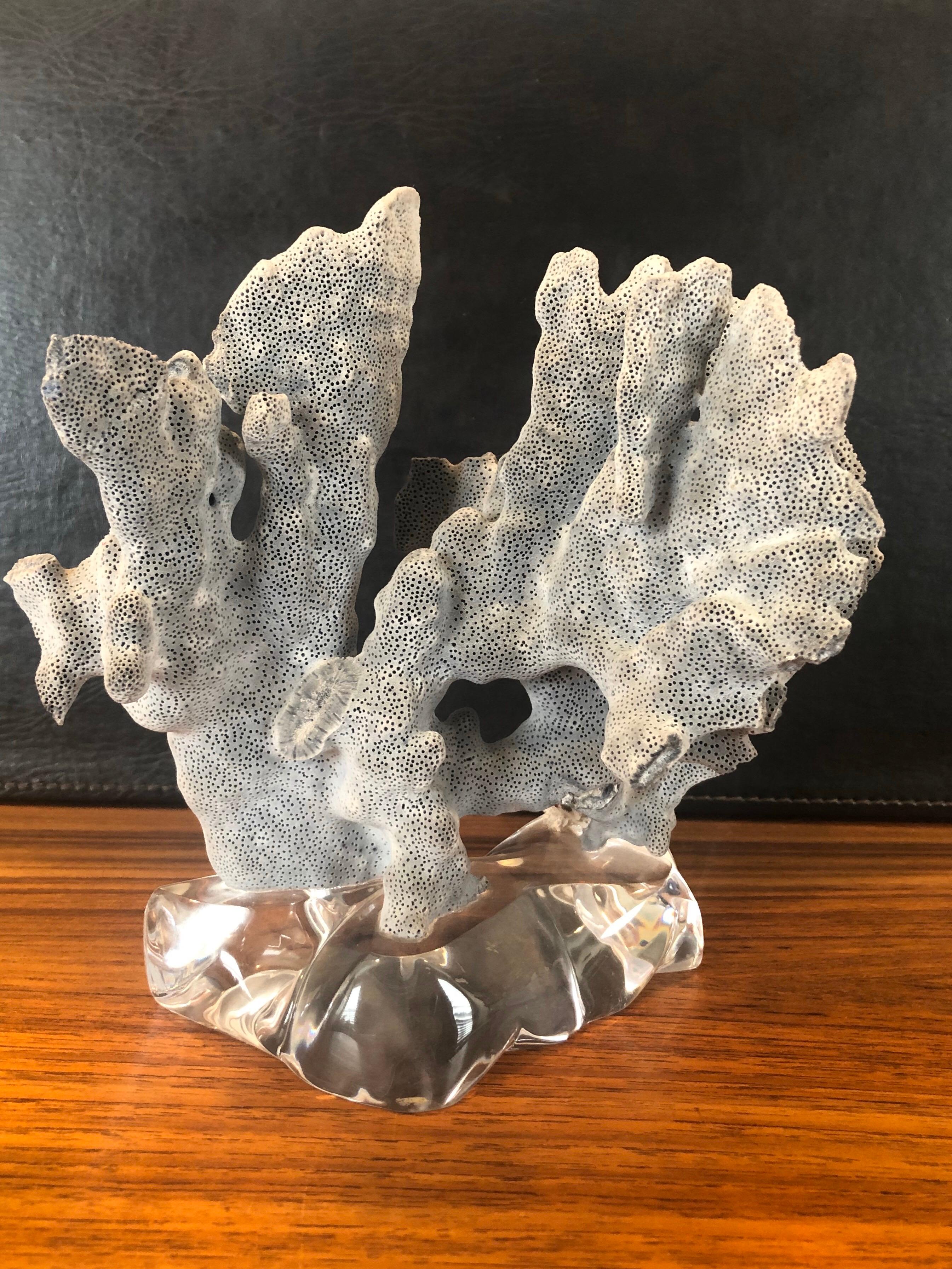 A beautiful blue coral organic specimen mounted on a solid 1.5