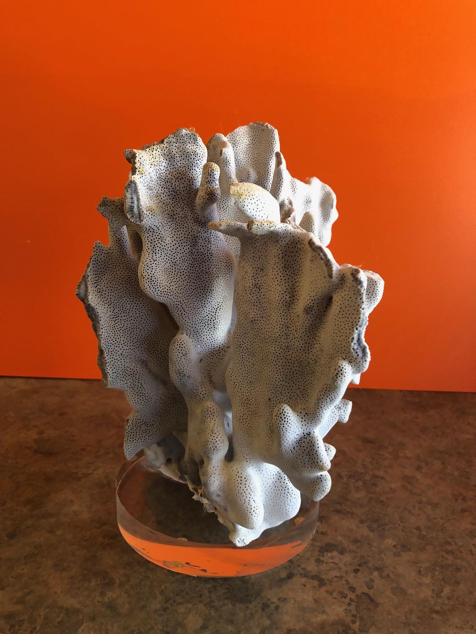 A beautiful and rare large blue coral organic specimen mounted on a solid 1