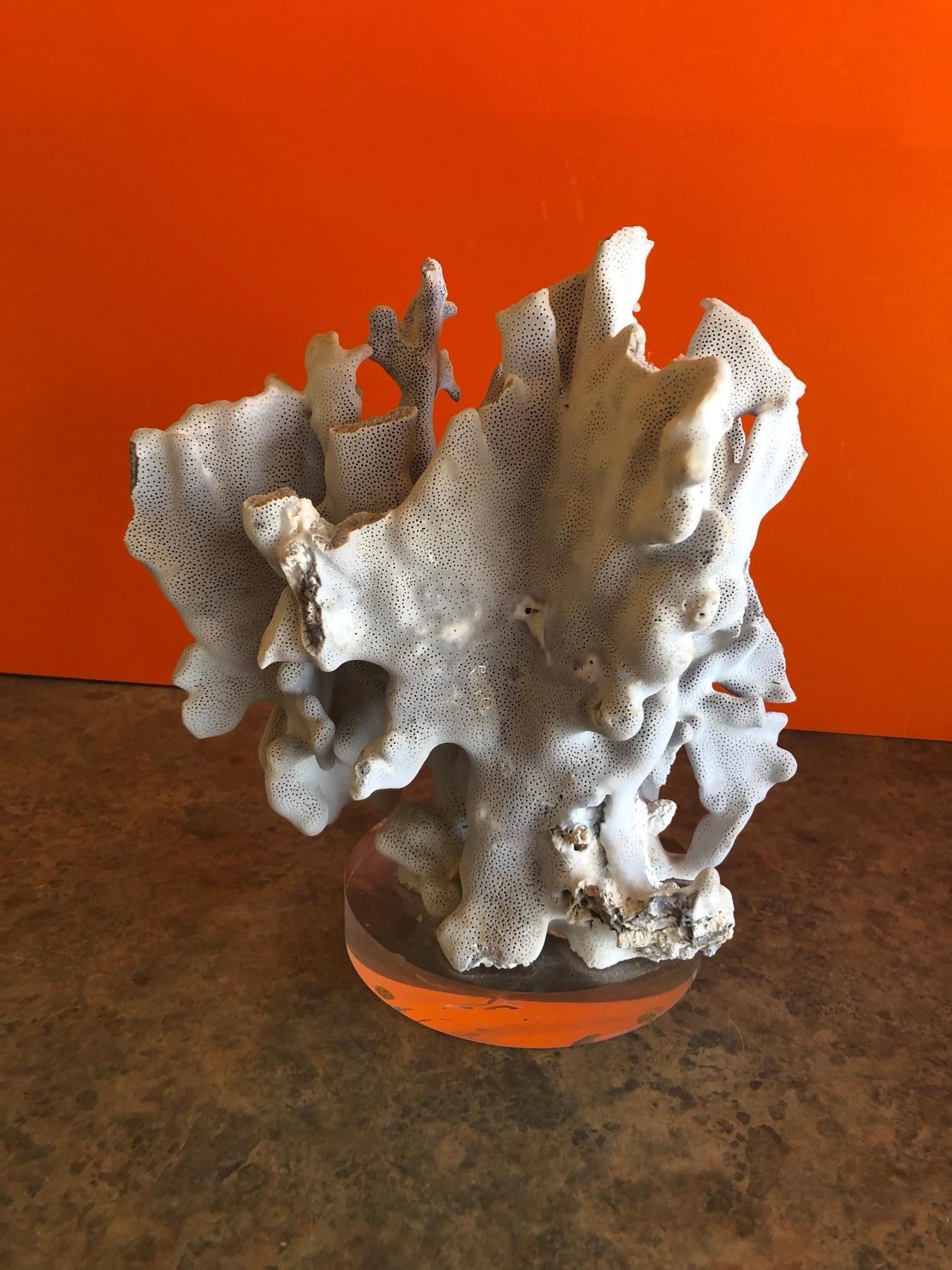 American Blue Coral Organic Sculptural Specimen on Lucite Base