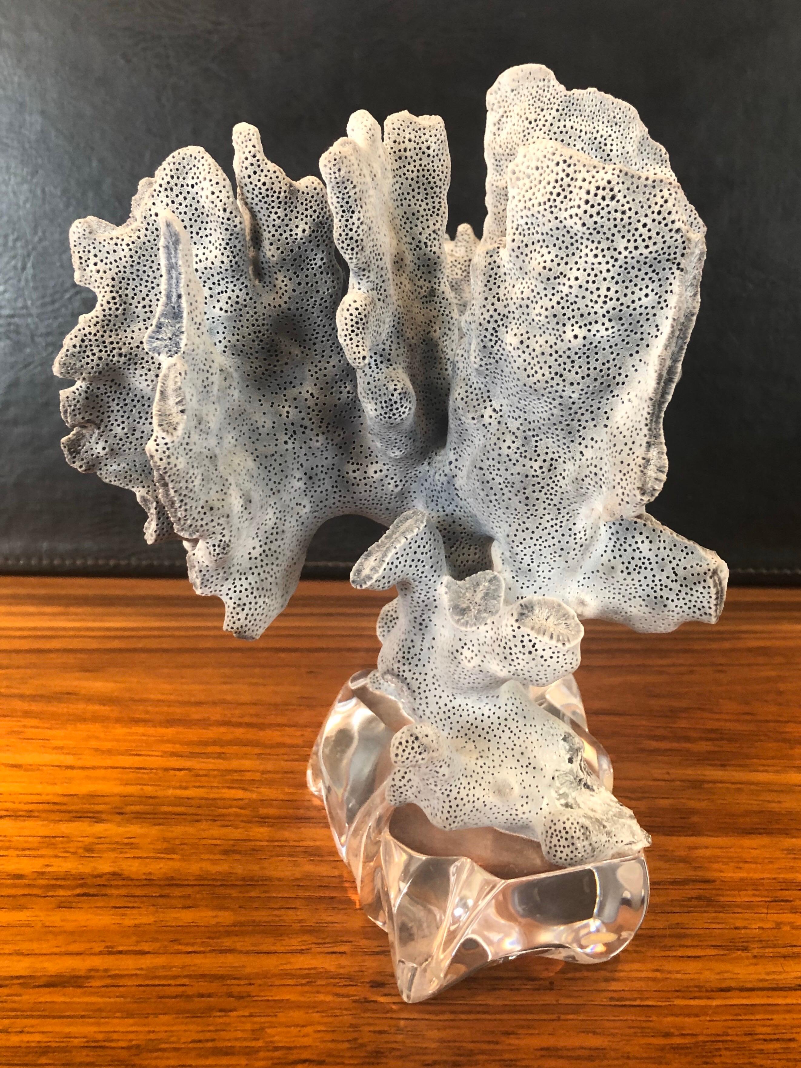 American Blue Coral Organic Sculptural Specimen on Lucite Base