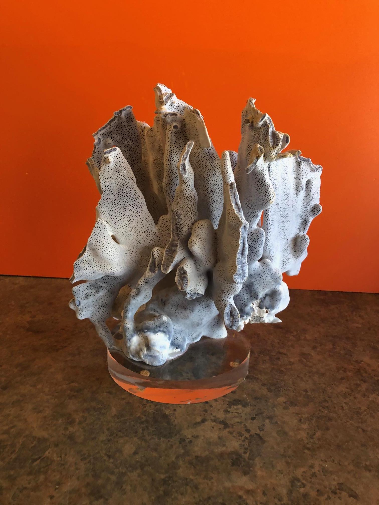 Blue Coral Organic Sculptural Specimen on Lucite Base In Good Condition In San Diego, CA