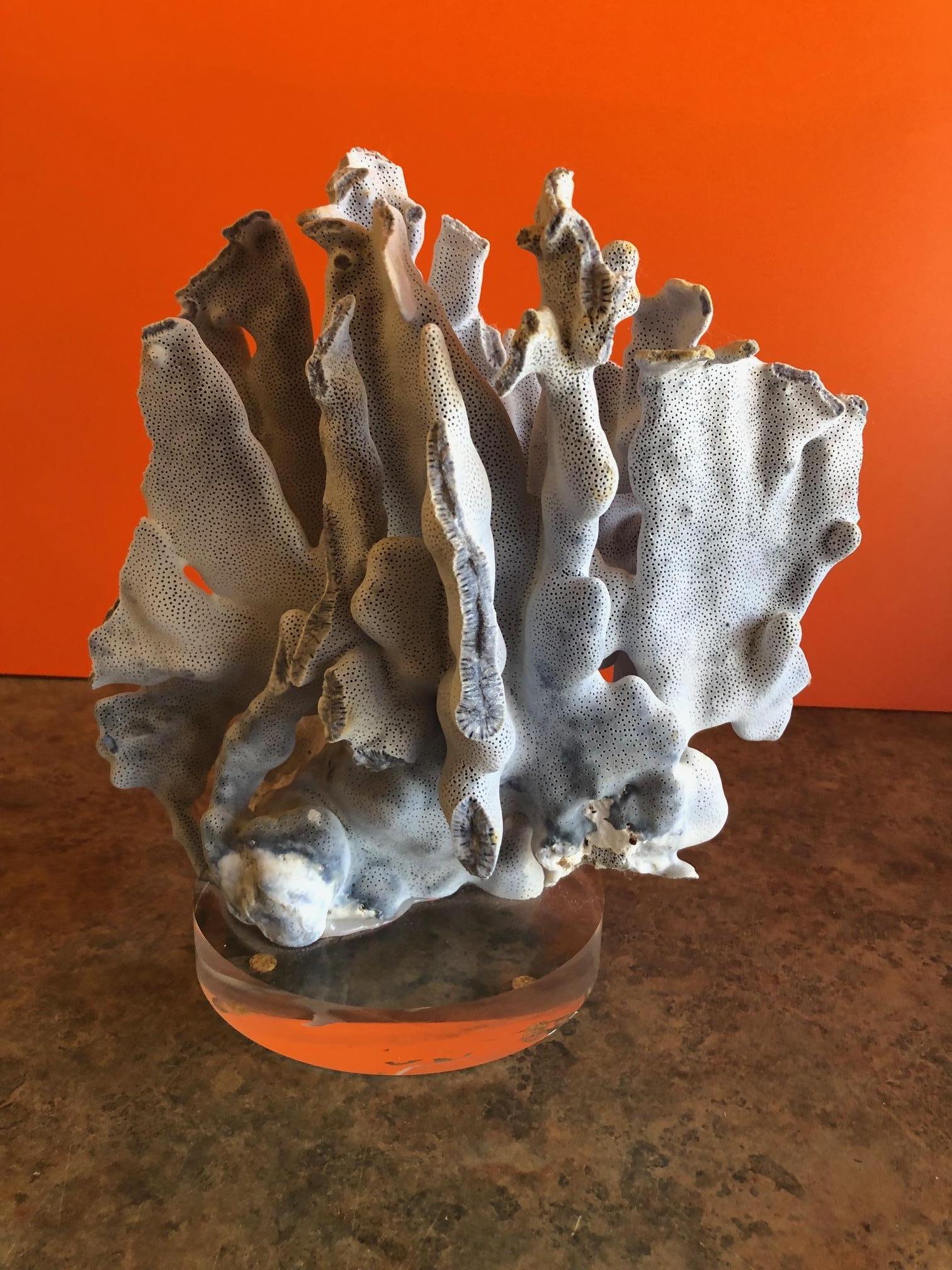 Blue Coral Organic Sculptural Specimen on Lucite Base 2