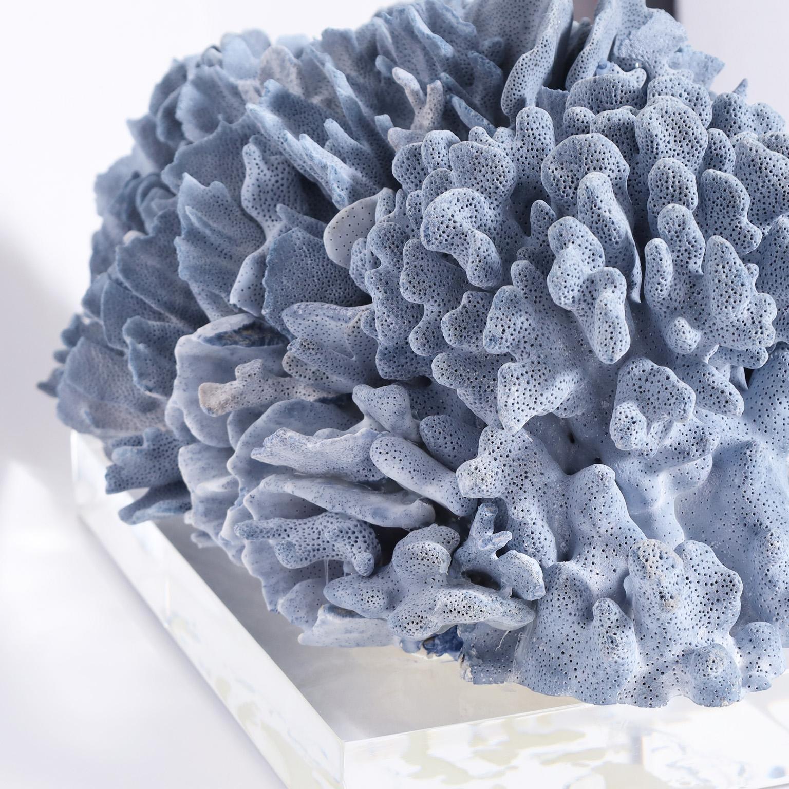 Blue Coral Sculpture on Lucite at 1stDibs