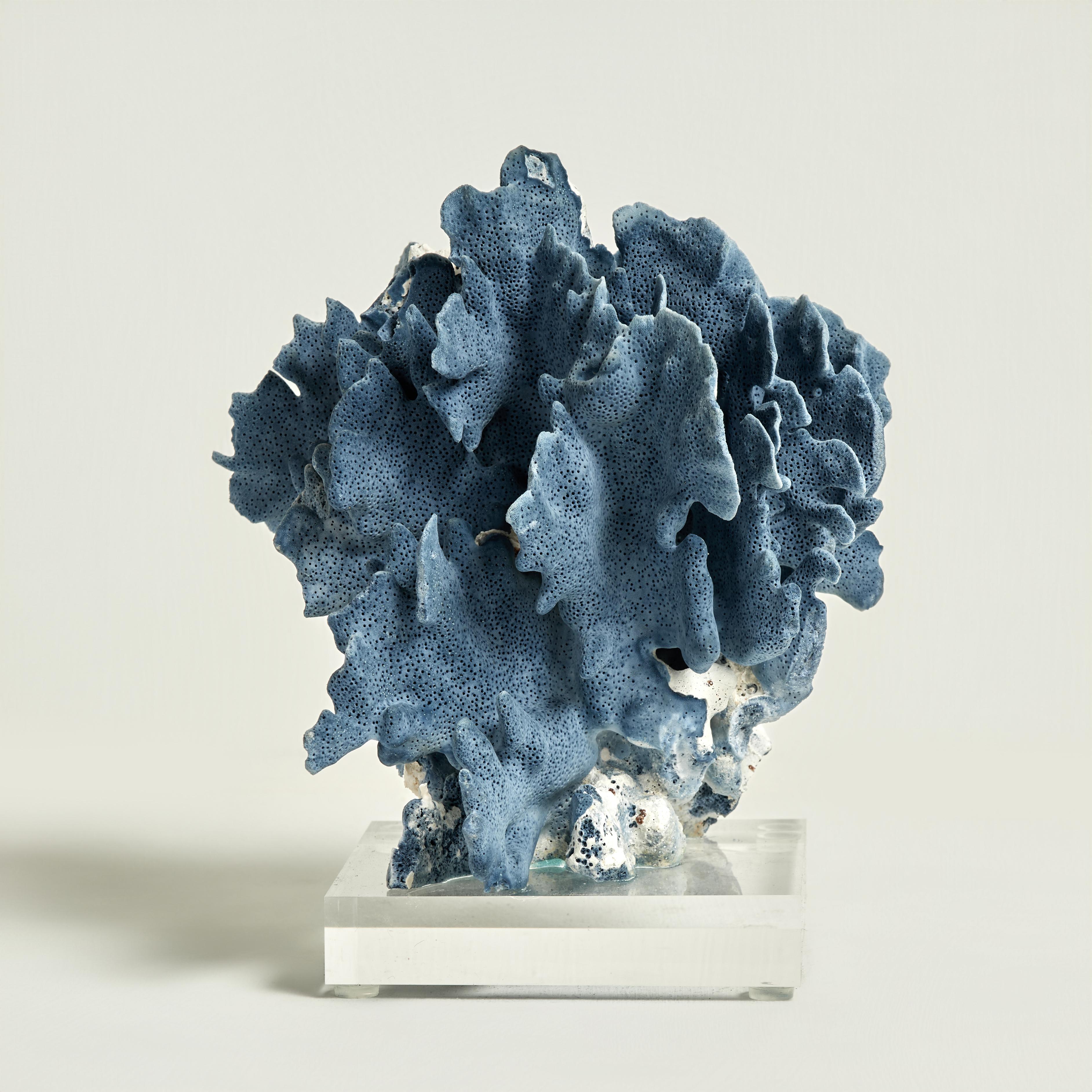 Sculture o assemblaggi unici nel loro genere, realizzati a mano con corallo blu organico in una composizione drammatica ispirata all'oceano, presentati su basi di lucite per esaltare gli elementi scultorei. Progettato e realizzato in esclusiva da
