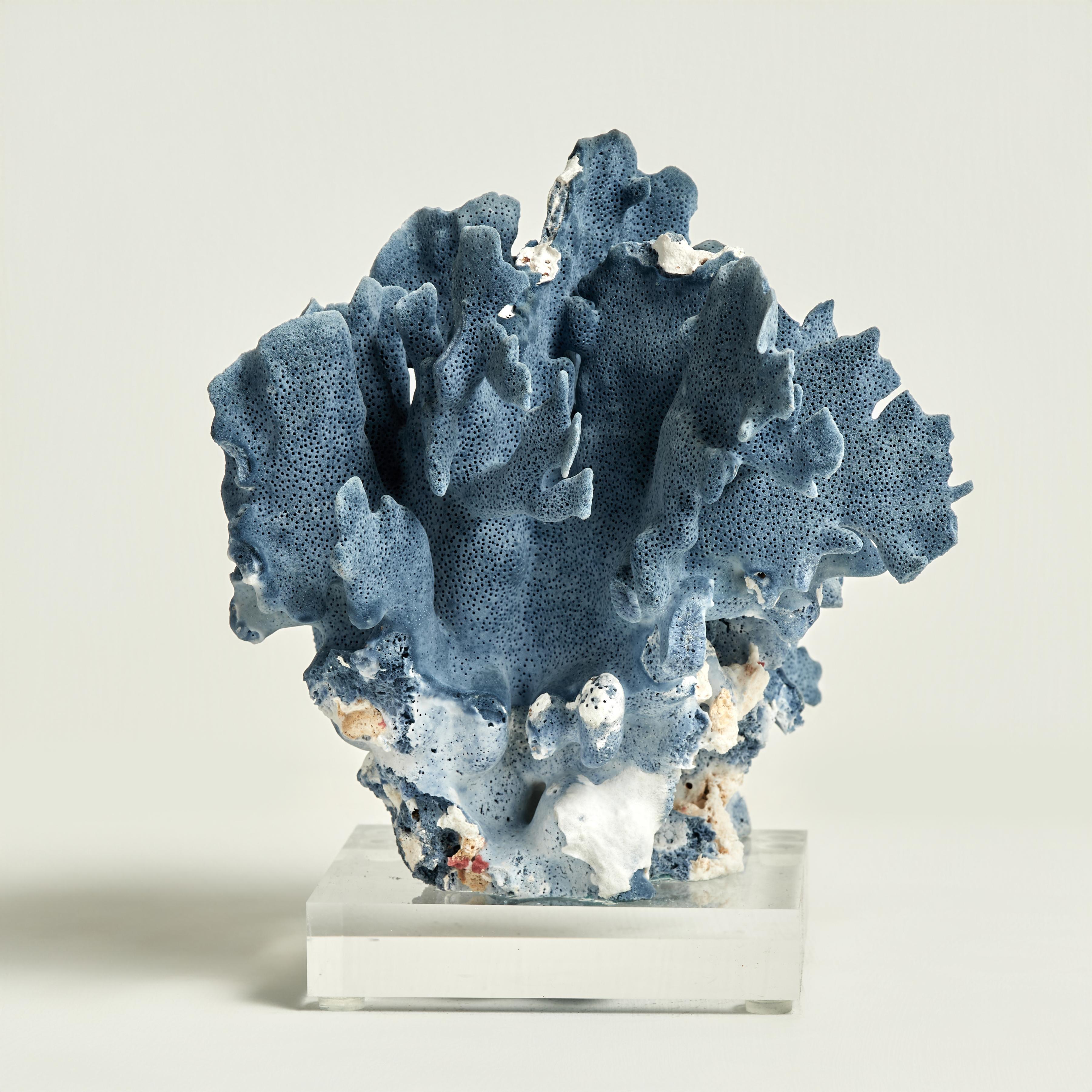 Isole Salomone Sculture di corallo blu su lucite in vendita