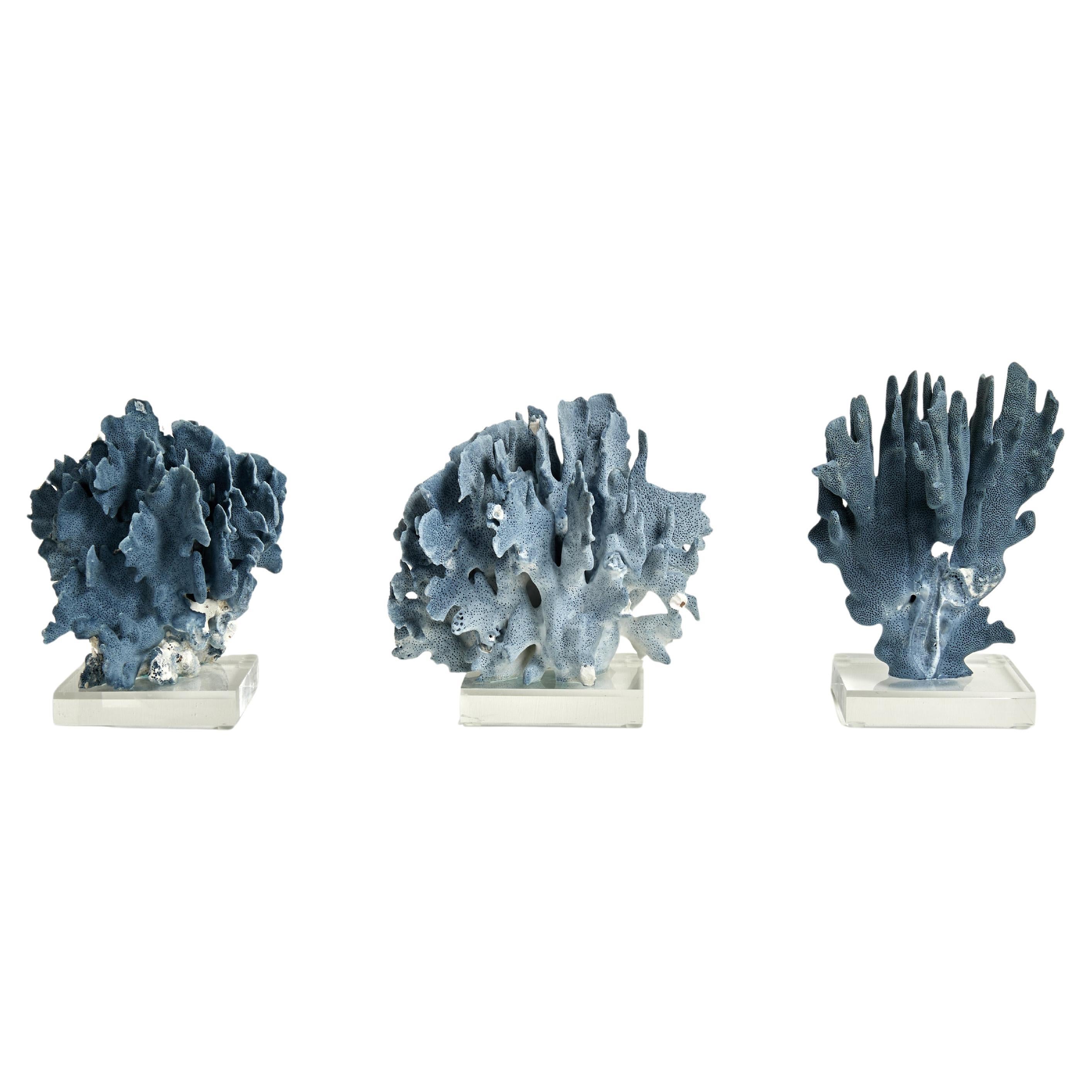 Blue Coral Sculptures on Lucite