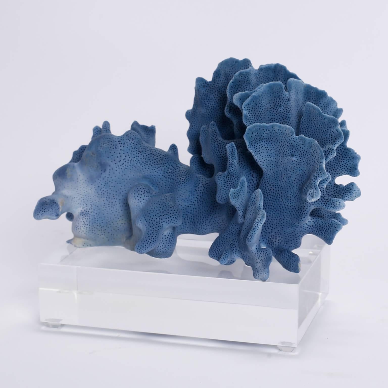 Contemporary Blue Coral Sculptures on Lucite, Priced Individually