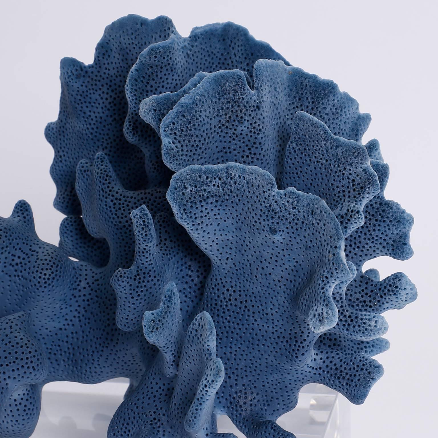 Blue Coral Sculptures on Lucite, Priced Individually 1