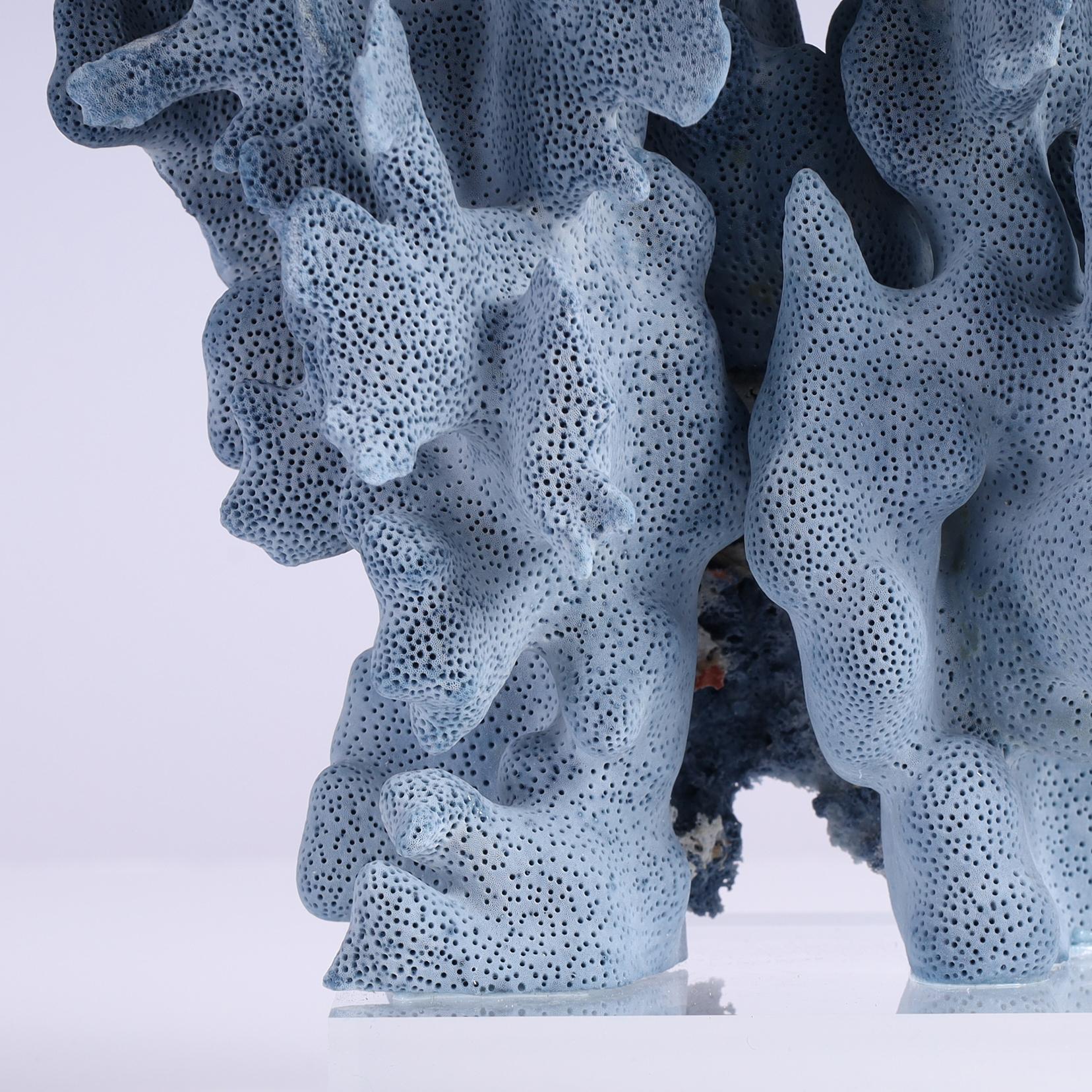 Isole Salomone Specimen di corallo blu su lucite in vendita