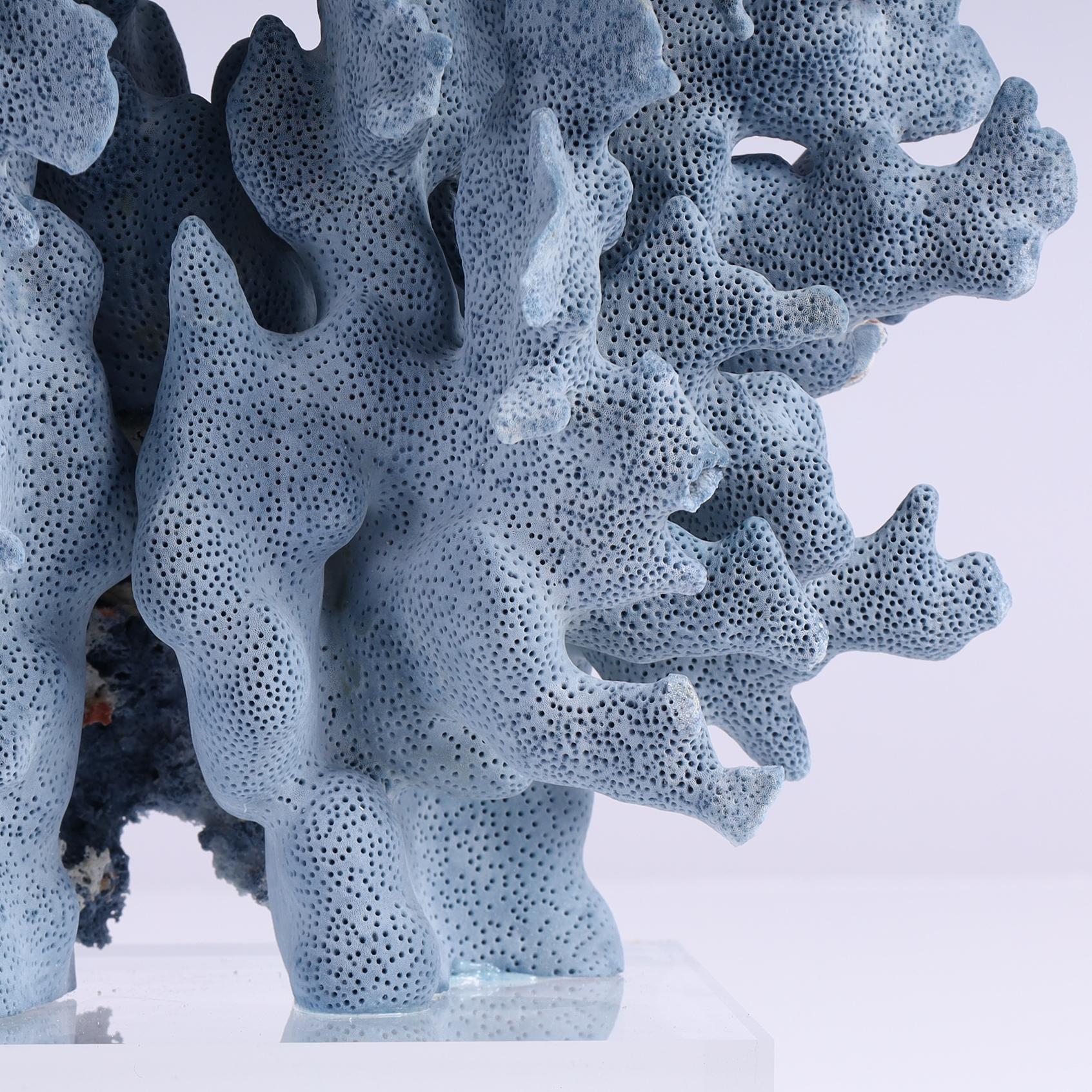 Specimen di corallo blu su lucite In condizioni Nuovo in vendita a Palm Beach, FL