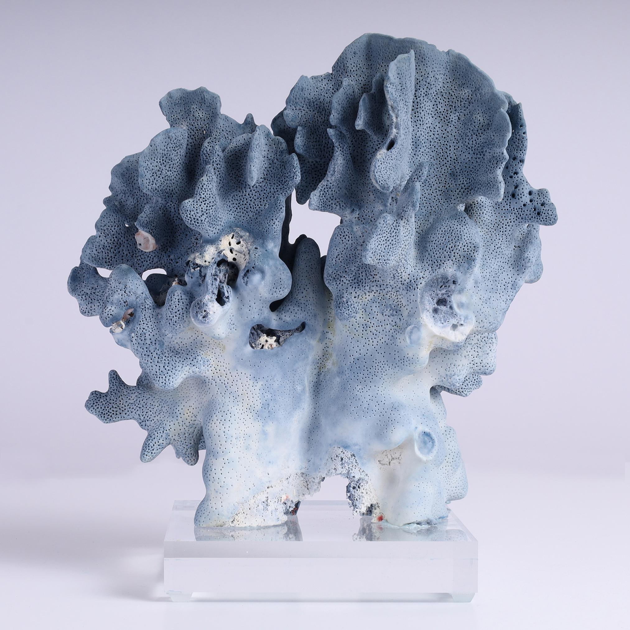 XXI secolo e contemporaneo Specimen di corallo blu su lucite in vendita