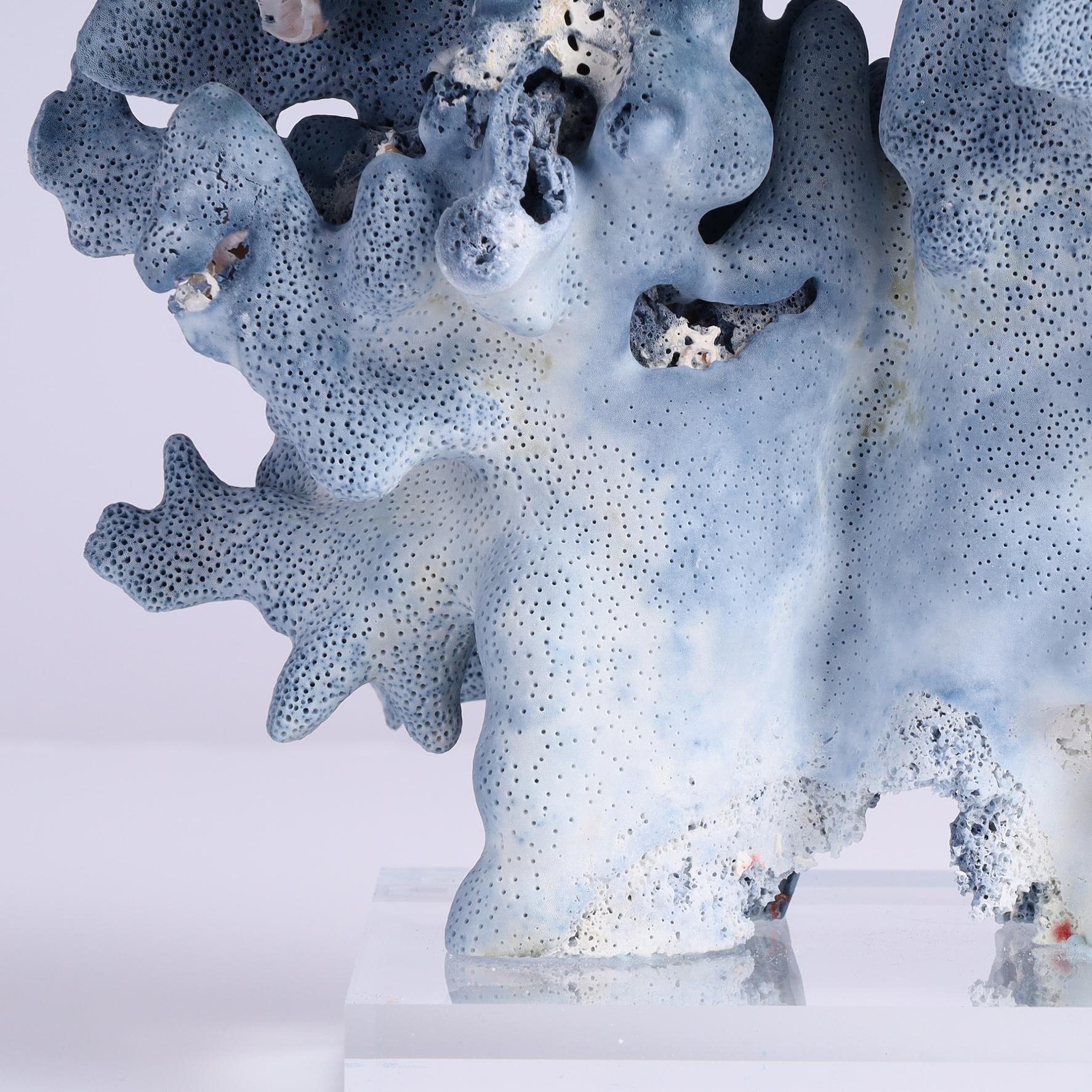 Corallo Specimen di corallo blu su lucite in vendita