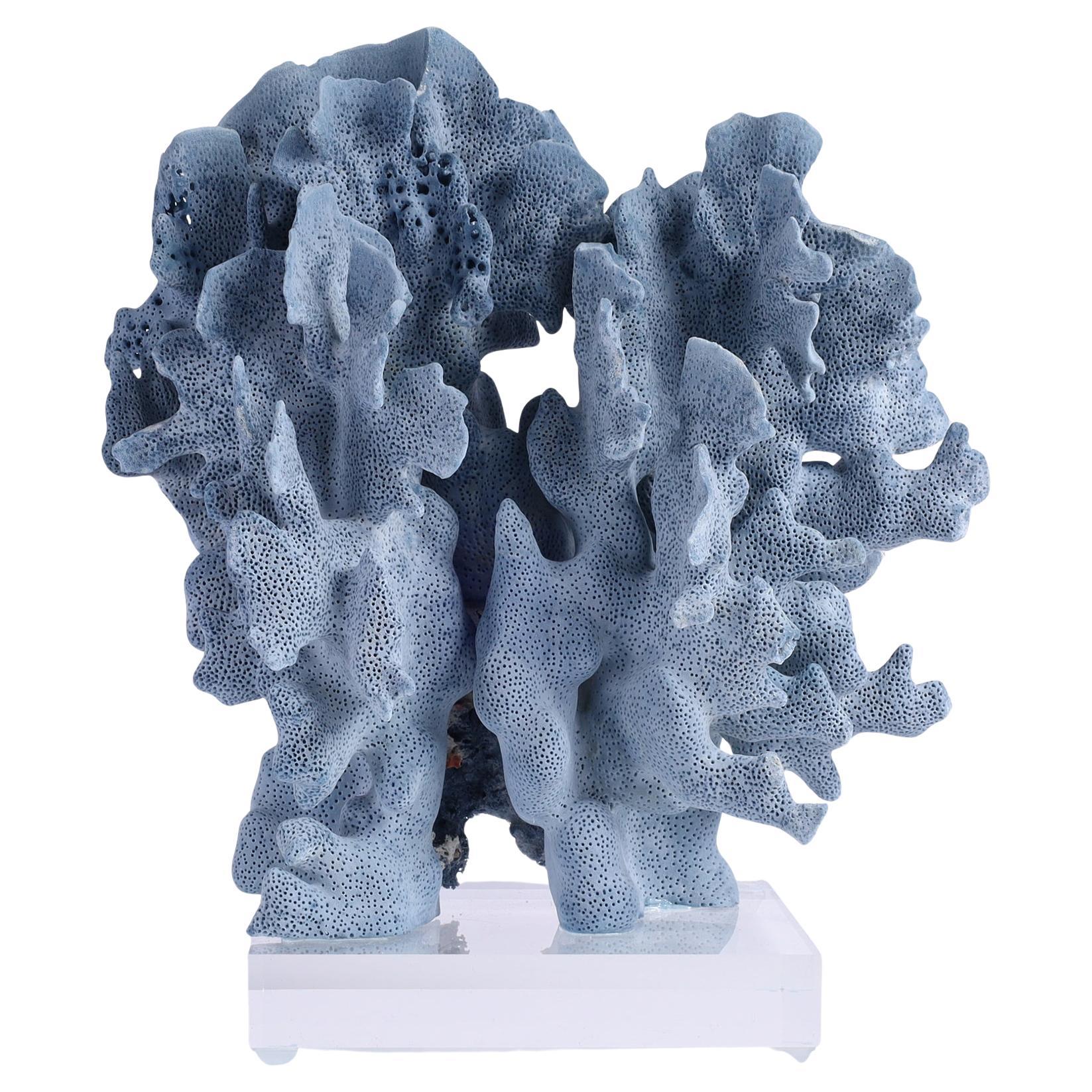 Blaues Korallenexemplar auf Lucite