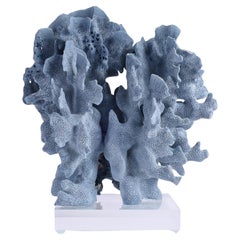 Blaues Korallenexemplar auf Lucite