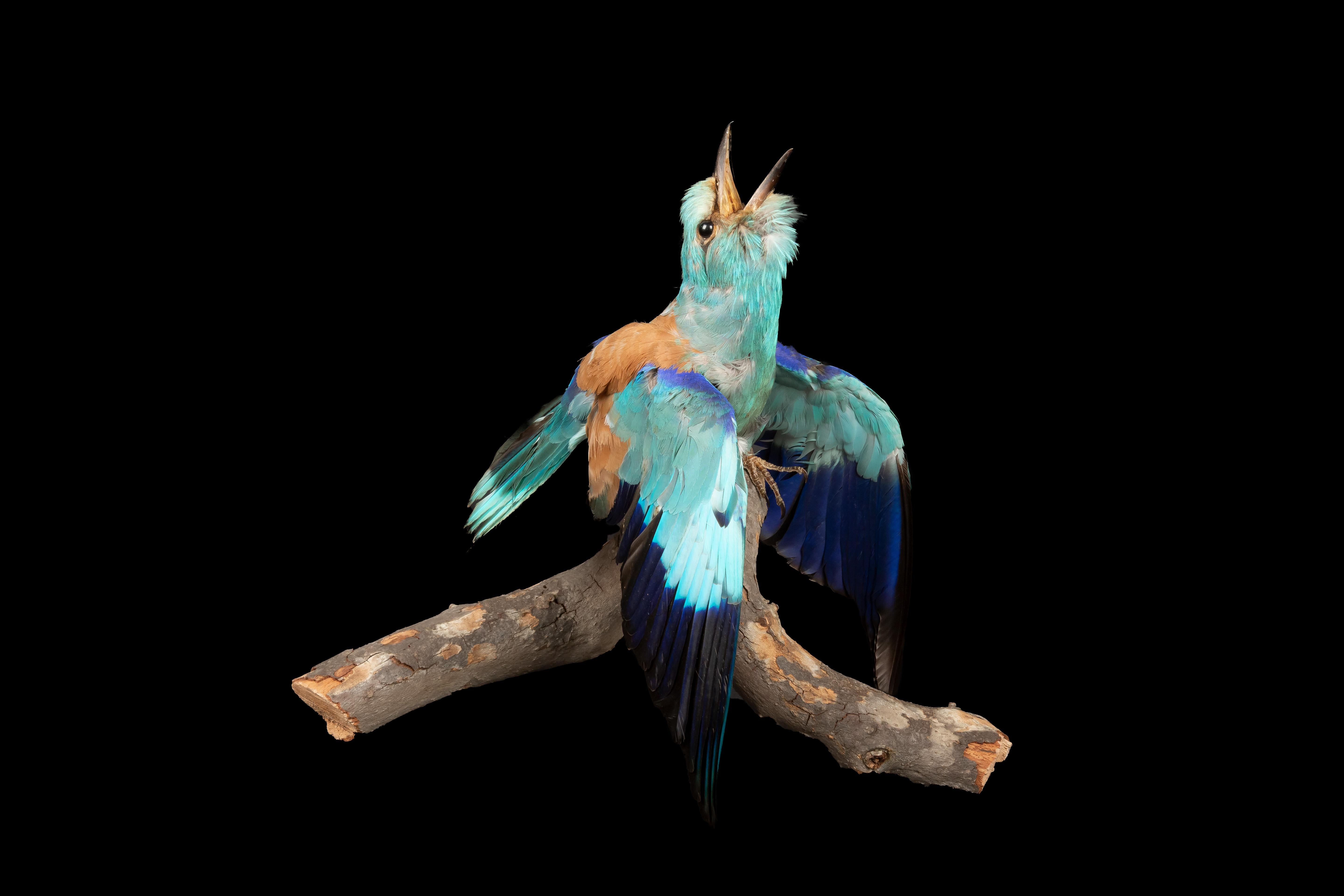 This exquisite European roller taxidermy specimen captures the beauty of the only member of the roller family of birds to breed in Europe. With its vibrant plumage and distinctive appearance, this piece is a stunning representation of this bird's