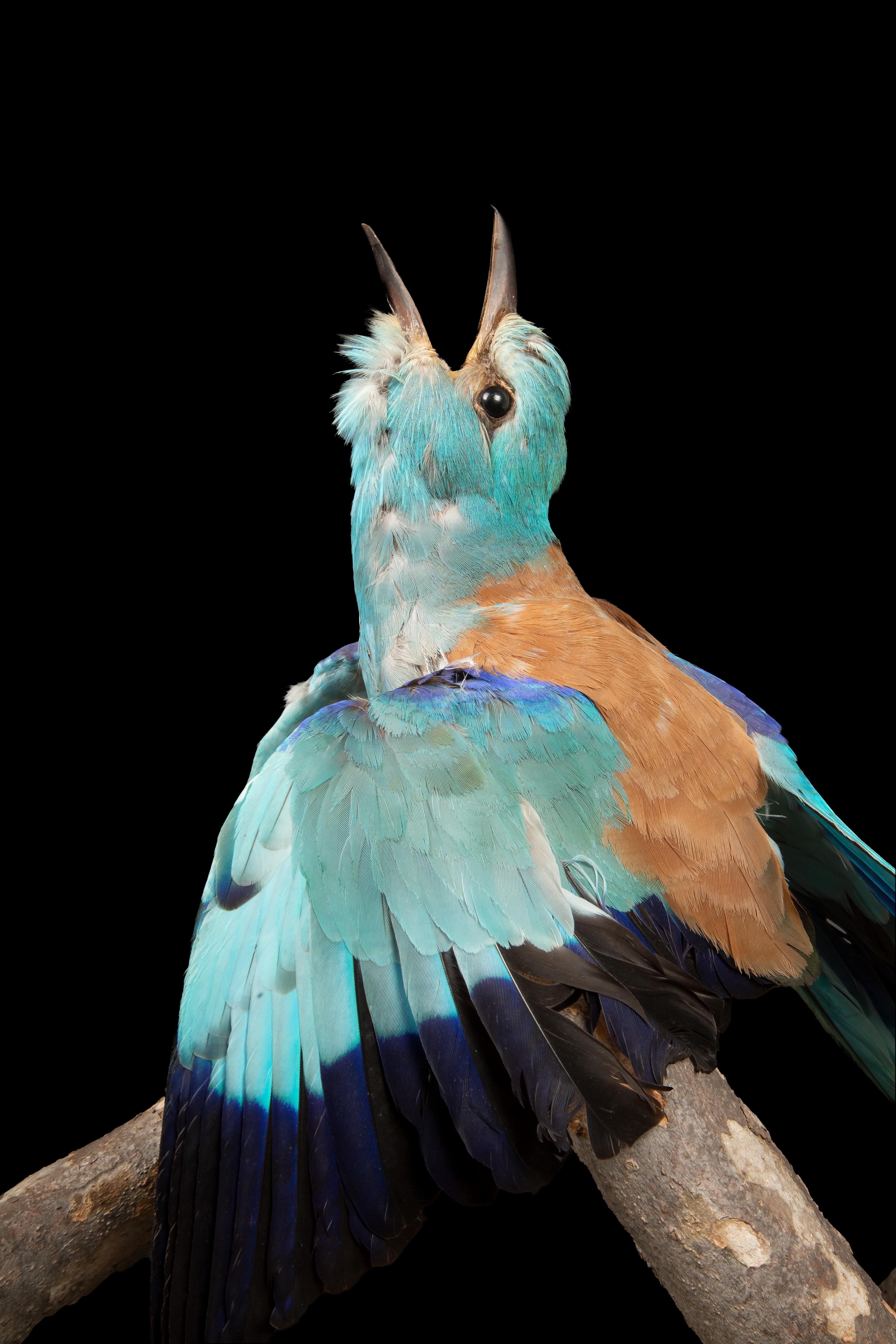 Blue European Roller Taxidermy In New Condition In New York, NY