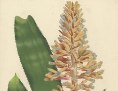 Blue-Flowered Aechmea Botanical Illustration by Louis van Houtte, 19th Century