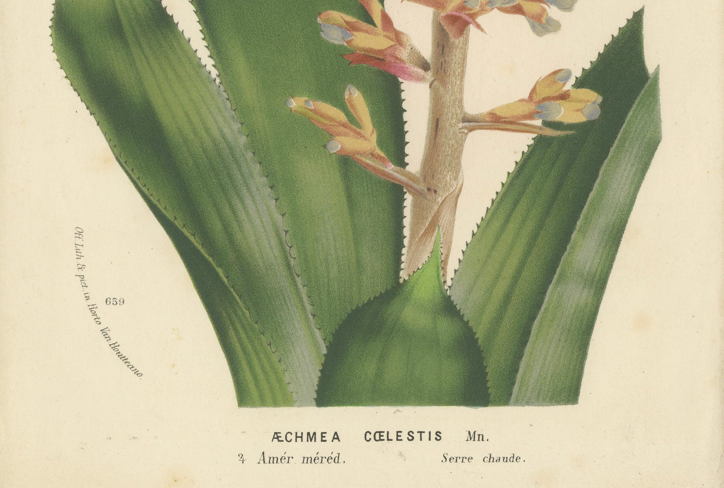 Illustrazione botanica dell'Aechmea a fiore blu di Louis van Houtte, XIX secolo In condizioni buone in vendita a Langweer, NL