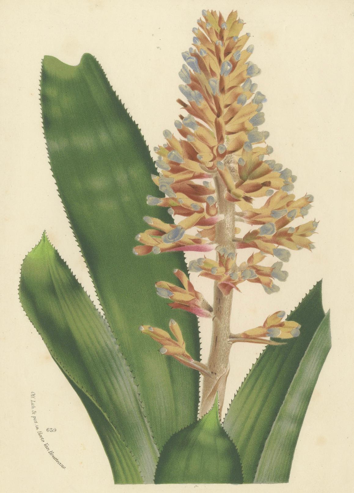 Metà XIX secolo Illustrazione botanica dell'Aechmea a fiore blu di Louis van Houtte, XIX secolo in vendita