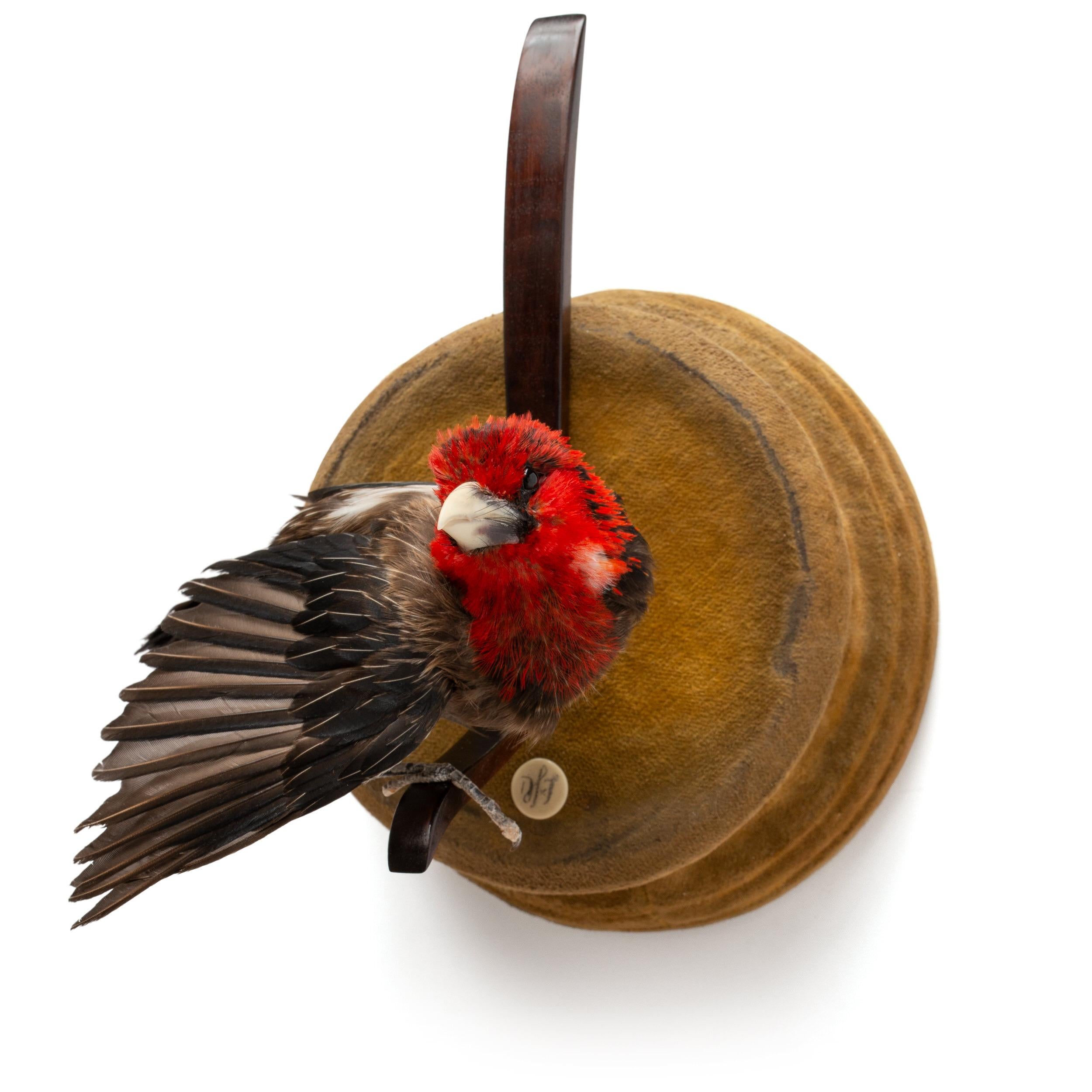 ‘Stills from a Courtship Dance’ is a series of fine taxidermy works with smaller exotic (rare) birds. Sinke and van Tongeren created this series of birds as if they suddenly seemed frozen during the lascivious work put into their mating dance.