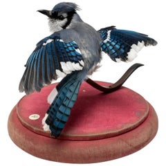 Blue Jay Fine Taxidermy by DS&vT