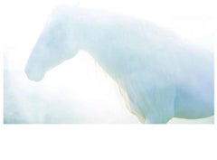 "Blue, " Horse Plexiglass Mounted Color Photograph by Lisa Houlgrave