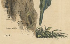 Blue-Tailed Bee-Eater Male - Hand-Colored Lithograph from The Book of the World