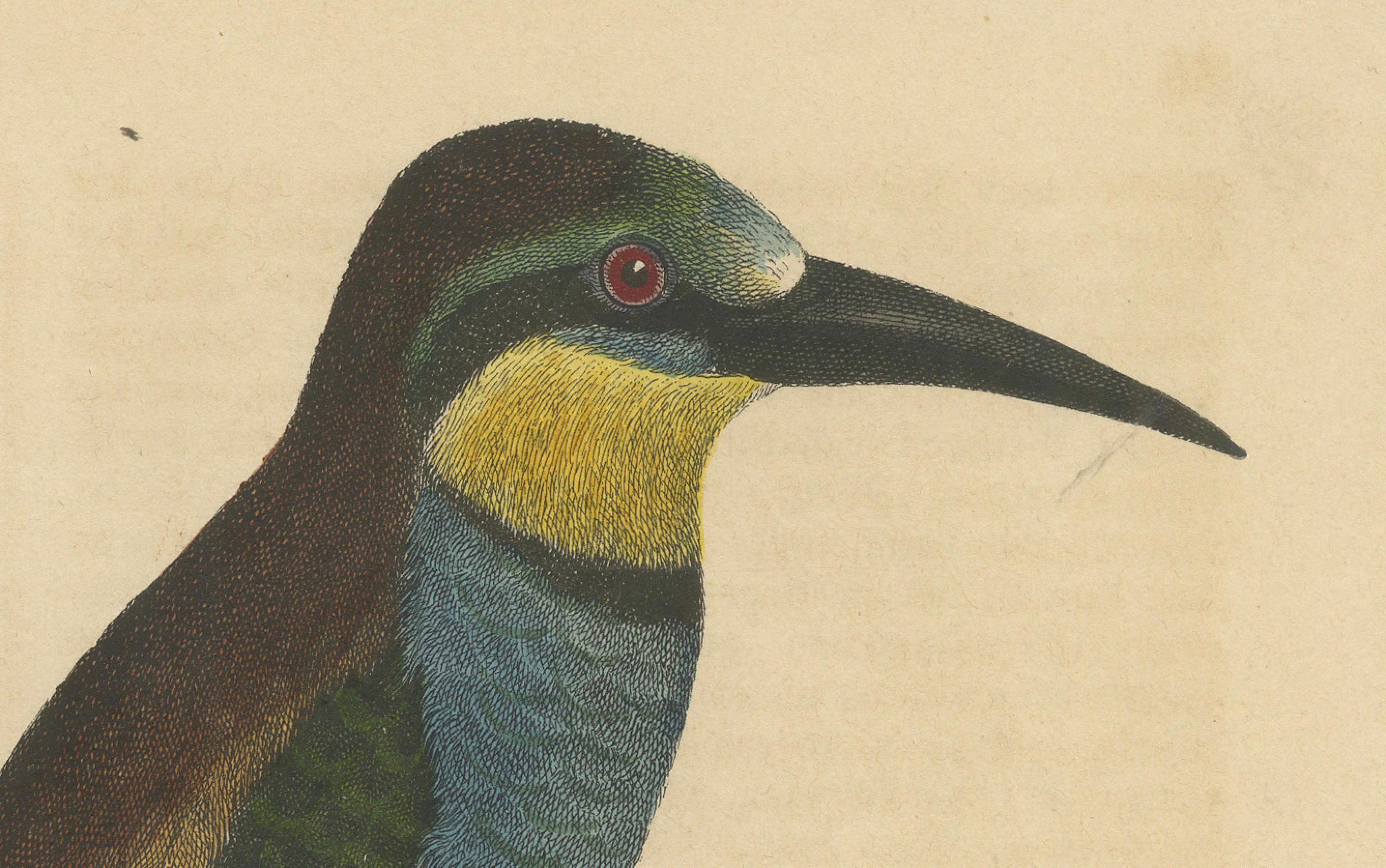 Macho abejaruco de cola azul - Litografía coloreada a mano del Libro del Mundo en Bueno estado para la venta en Langweer, NL