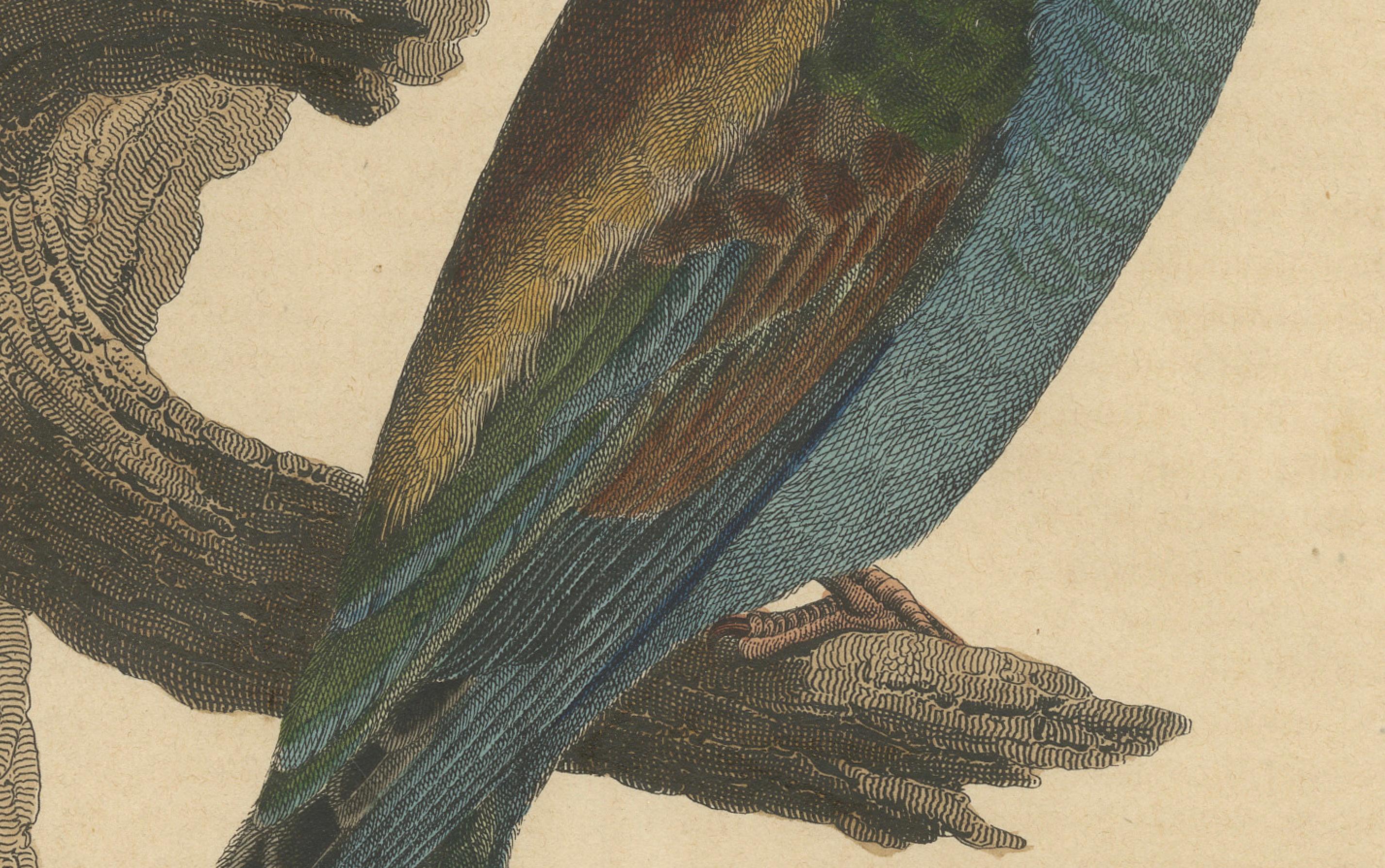 Macho abejaruco de cola azul - Litografía coloreada a mano del Libro del Mundo Mediados del siglo XIX en venta