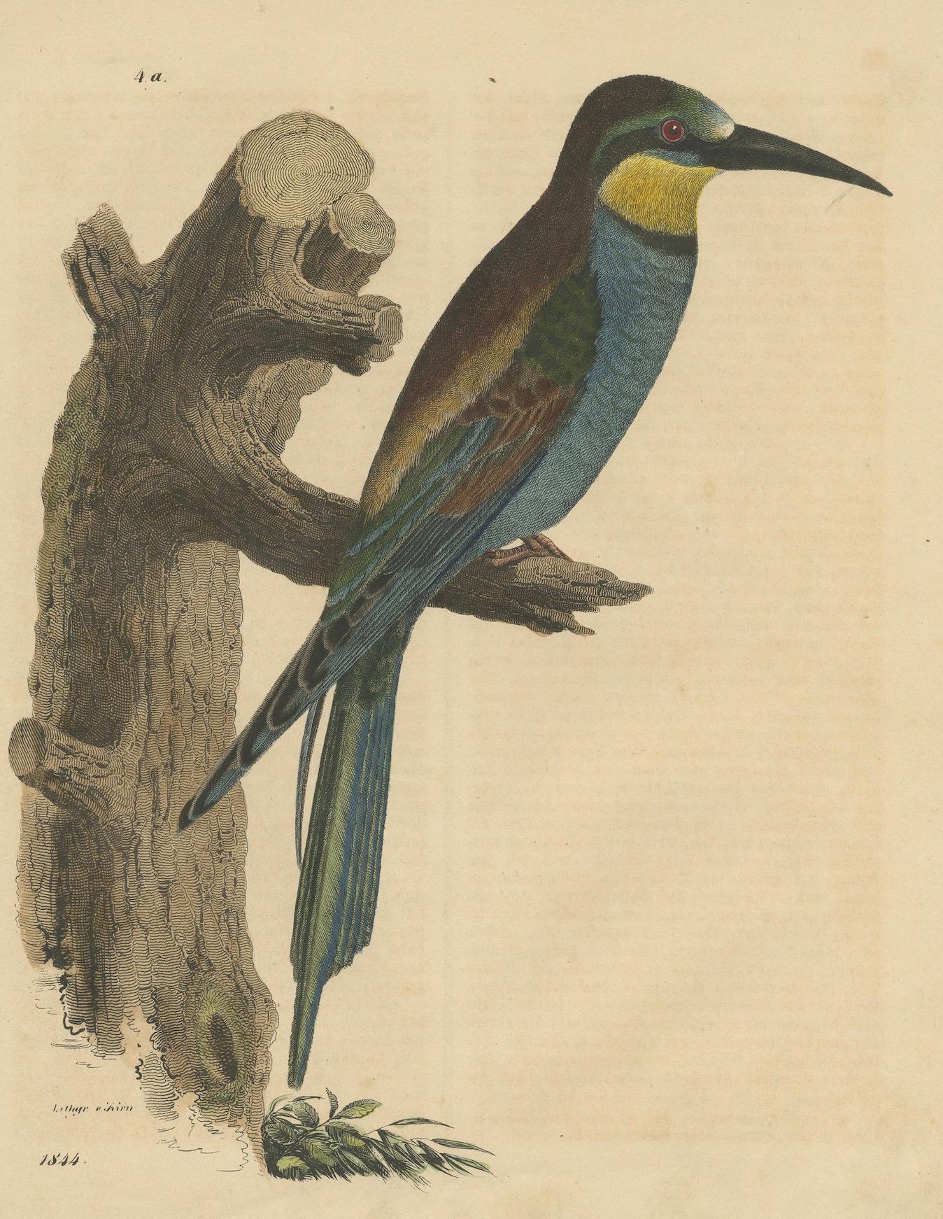 Macho abejaruco de cola azul - Litografía coloreada a mano del Libro del Mundo Papel en venta