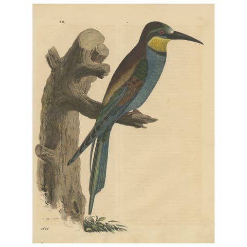 Blue-Tailed Bee-Eater Male - Hand-Colored Lithograph from The Book of the World
