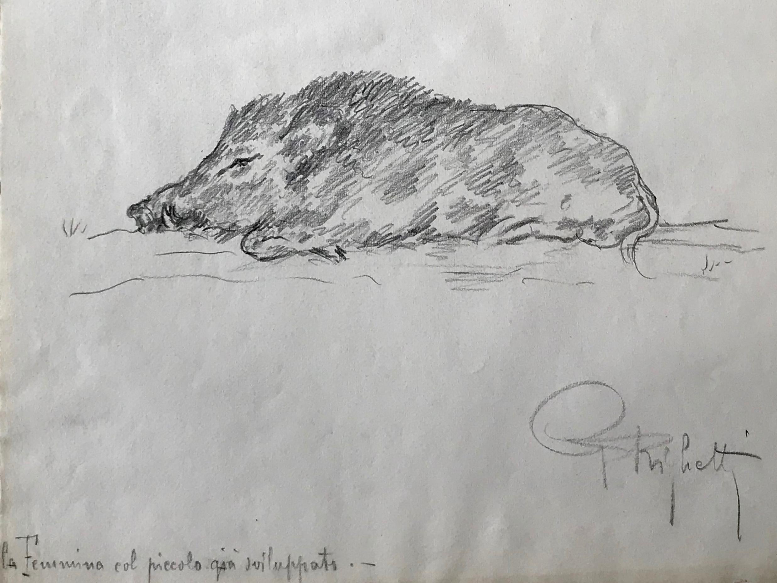 Boar drawing, Guido Righetti, 1919. Original vintage Italian pencil drawings/sketches of a boar in various poses from a series undertaken by Righetti for his sculptures in bronze including a boar, an elephant, a black cassoary, a white cassoary, an