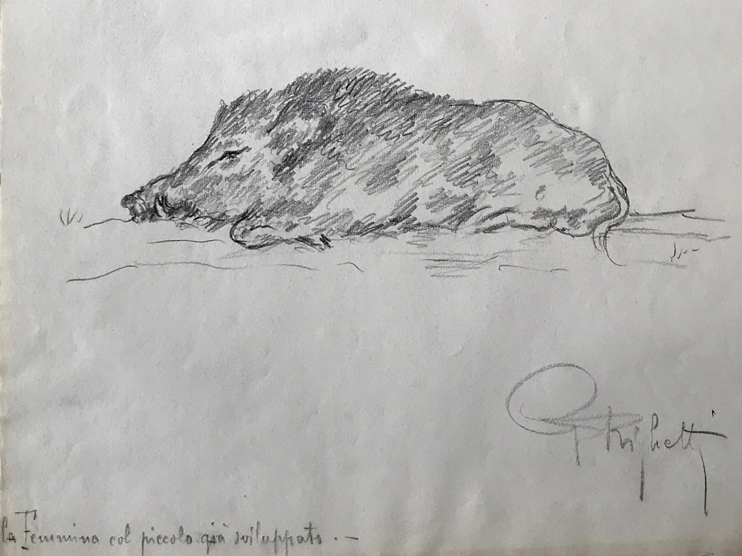 Boar Drawing, Guido Righetti, 1919 For Sale at 1stDibs