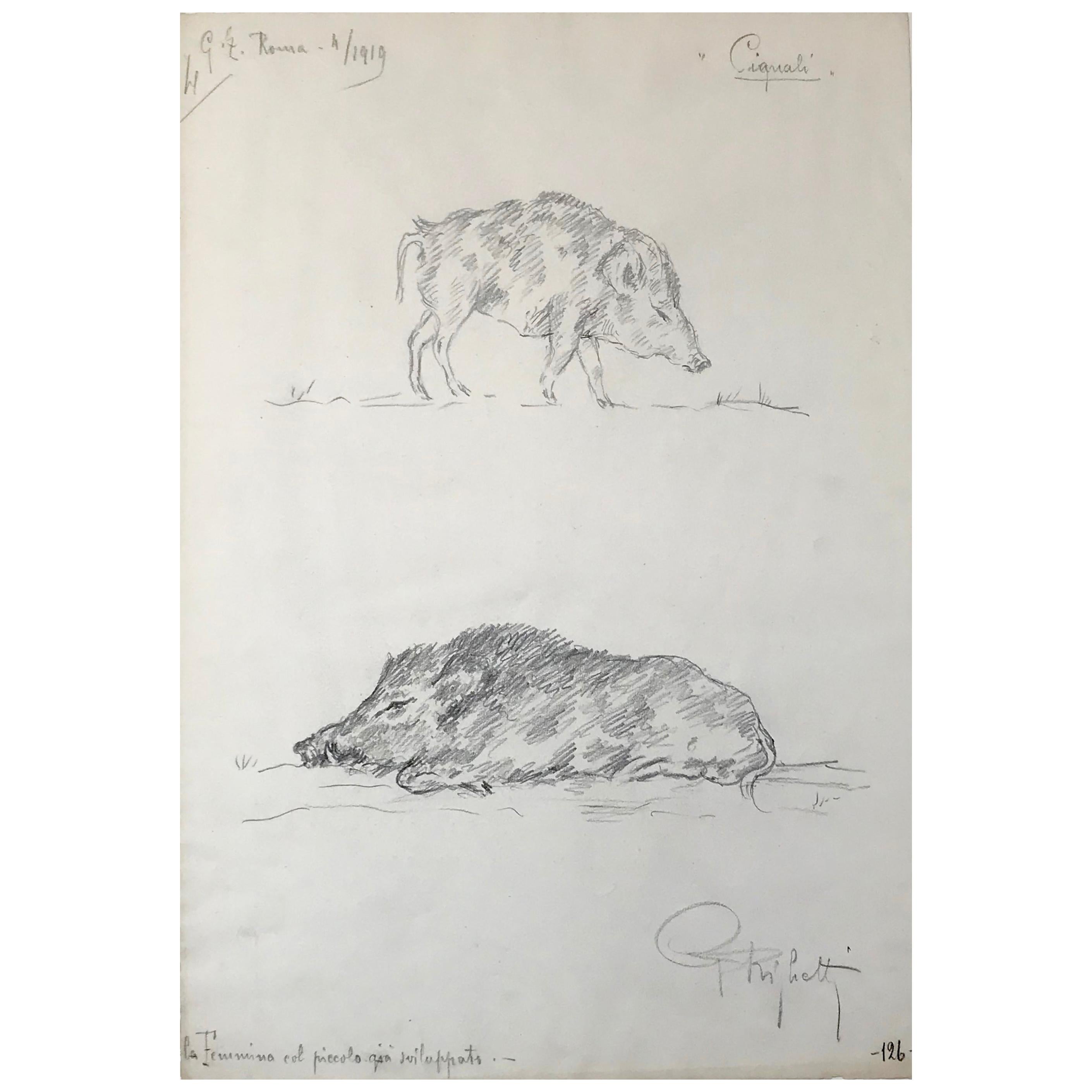 Boar Drawing, Guido Righetti, 1919 For Sale