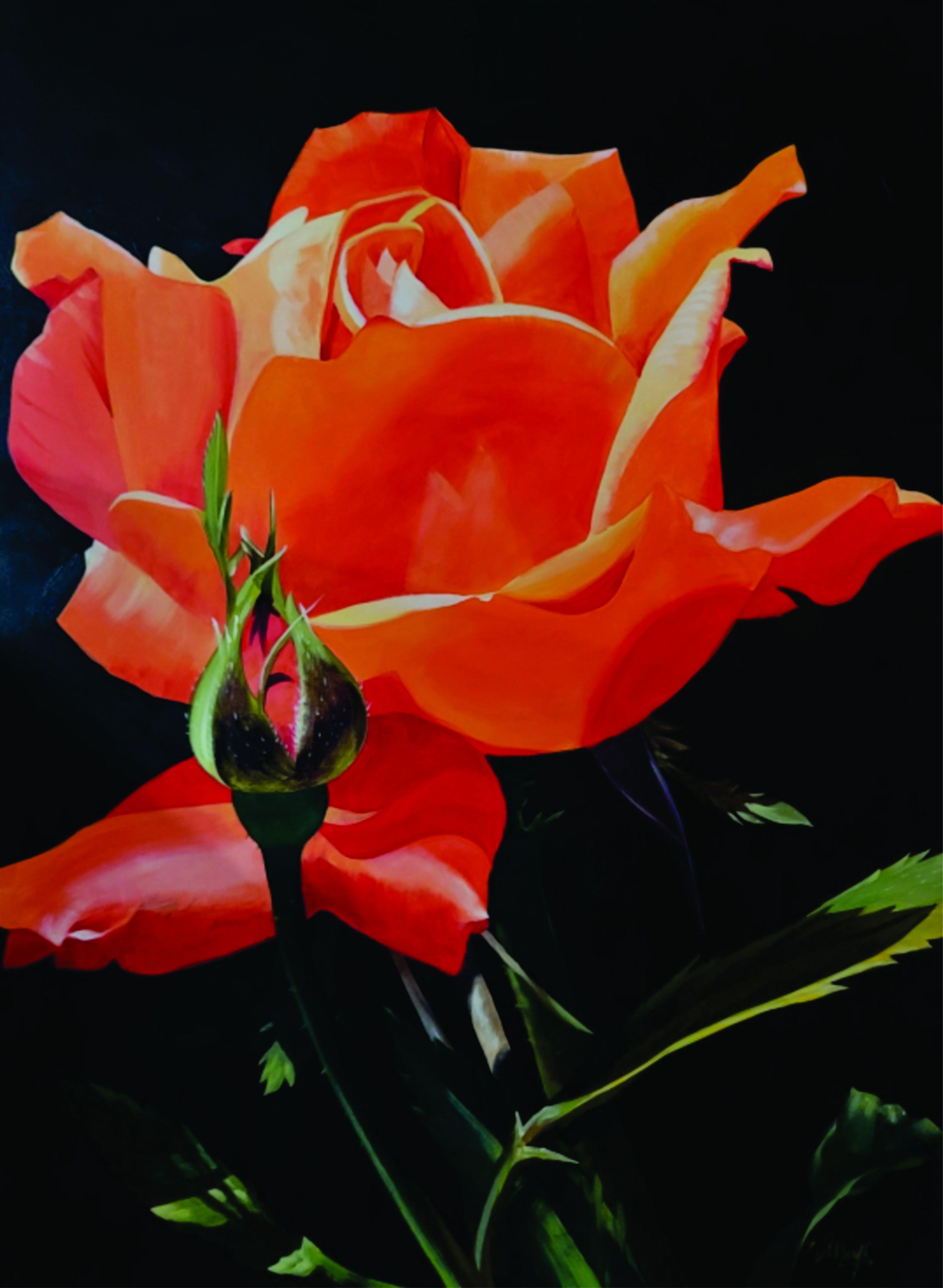 My Tangerine Rose is a single bloom of a Tangerine Rose. This is my favorite flower color as orange is usually a little rare to see in a garden, most garden flowers being yellow, pink, purple or white. Pictured here with the promise of a new bud