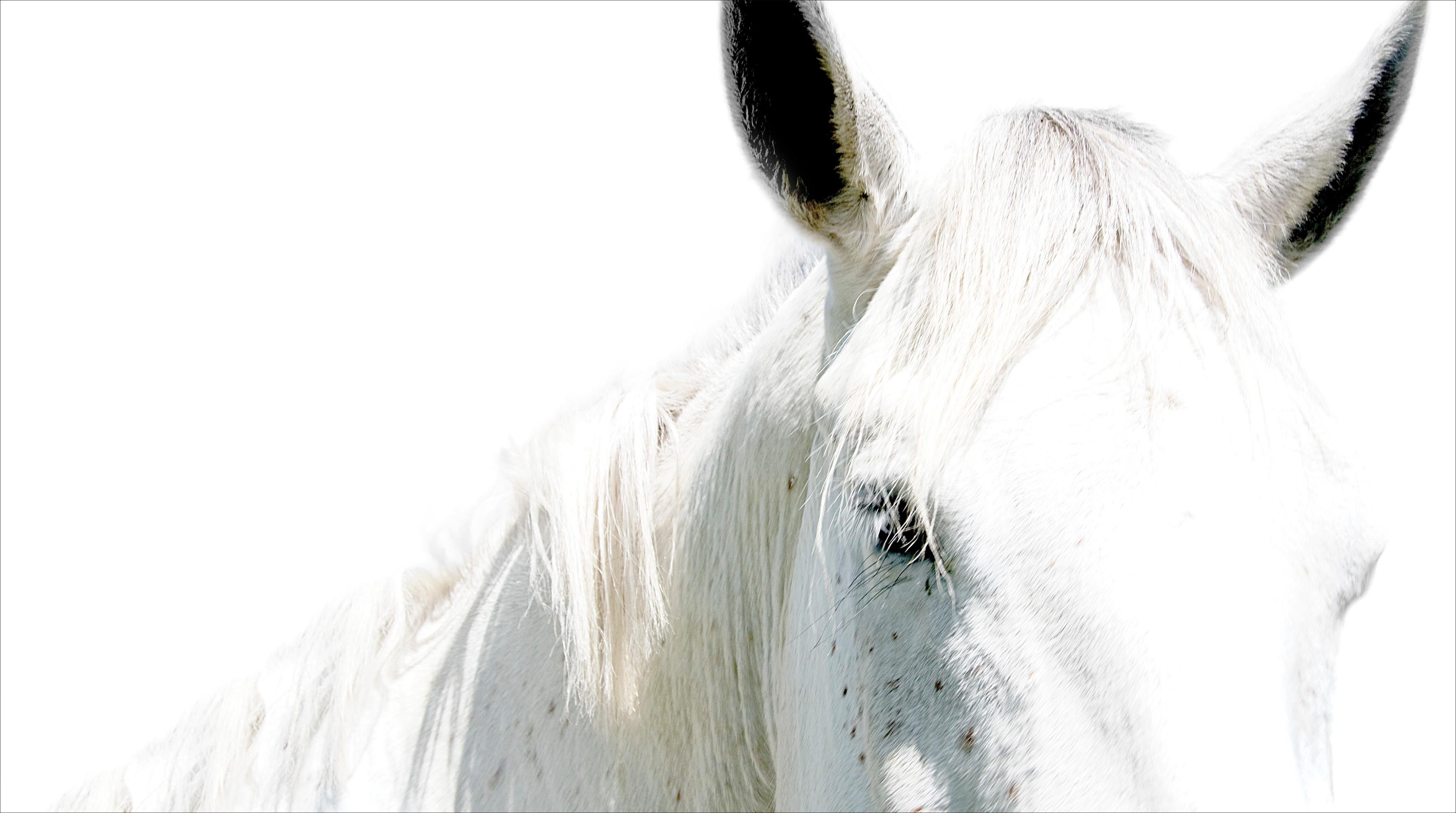 Bob Tabor Black and White Photograph - Horse Portrait 27