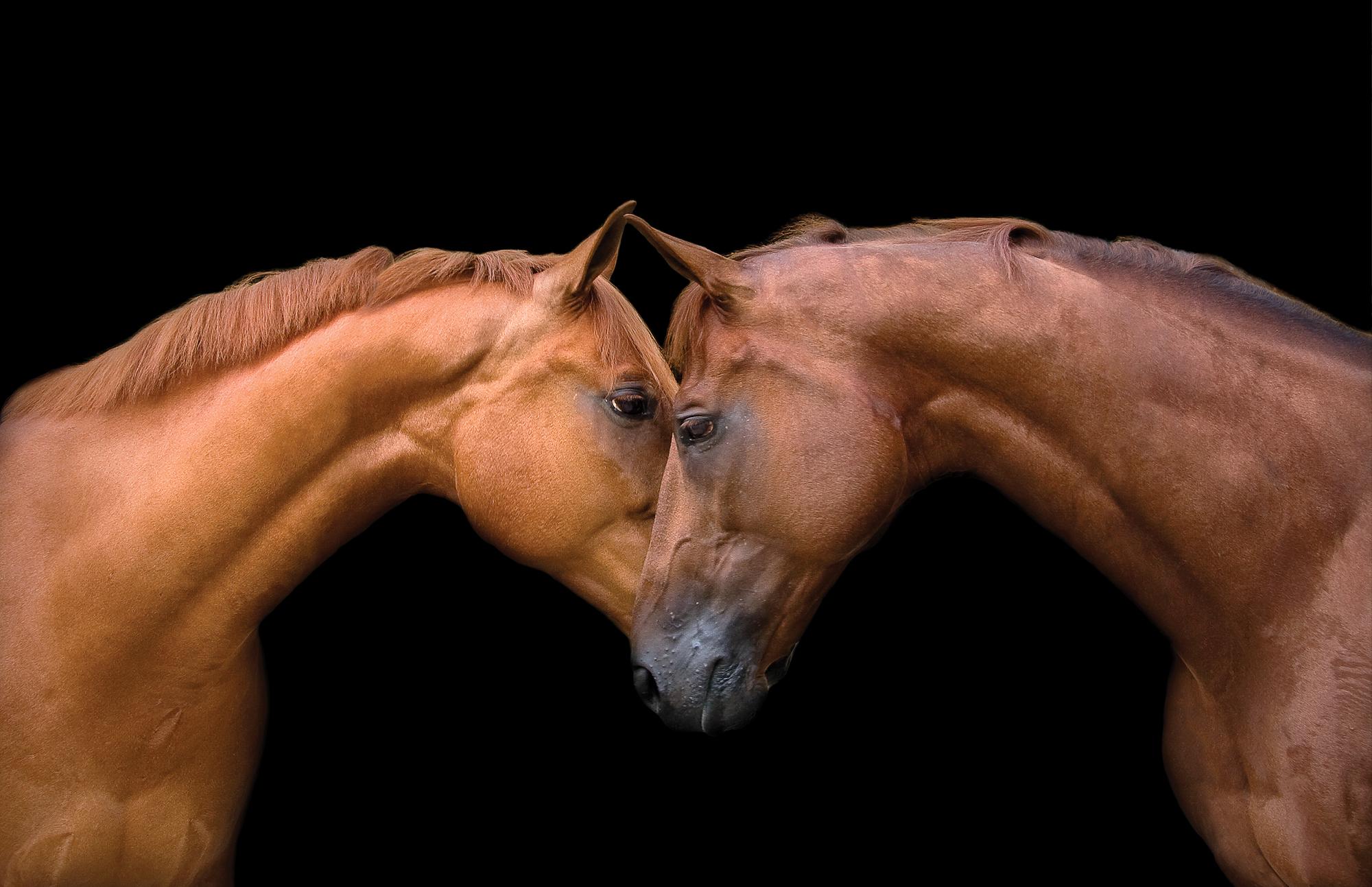 Figurative Photograph Bob Tabor - Édition de « Kissing Horses » (Les chevaux qui baignent)