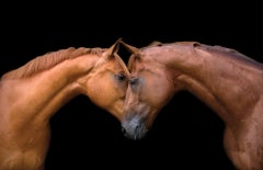 Édition de « Kissing Horses » (Les chevaux qui baignent)