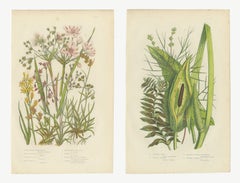 Asfodelo di palude e giunco fiorito, set di 2 tavole botaniche d’epoca, 1873 circa