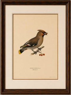 Bohemian Waxwing with Berries – Swedish Bird Lithograph, 1929
