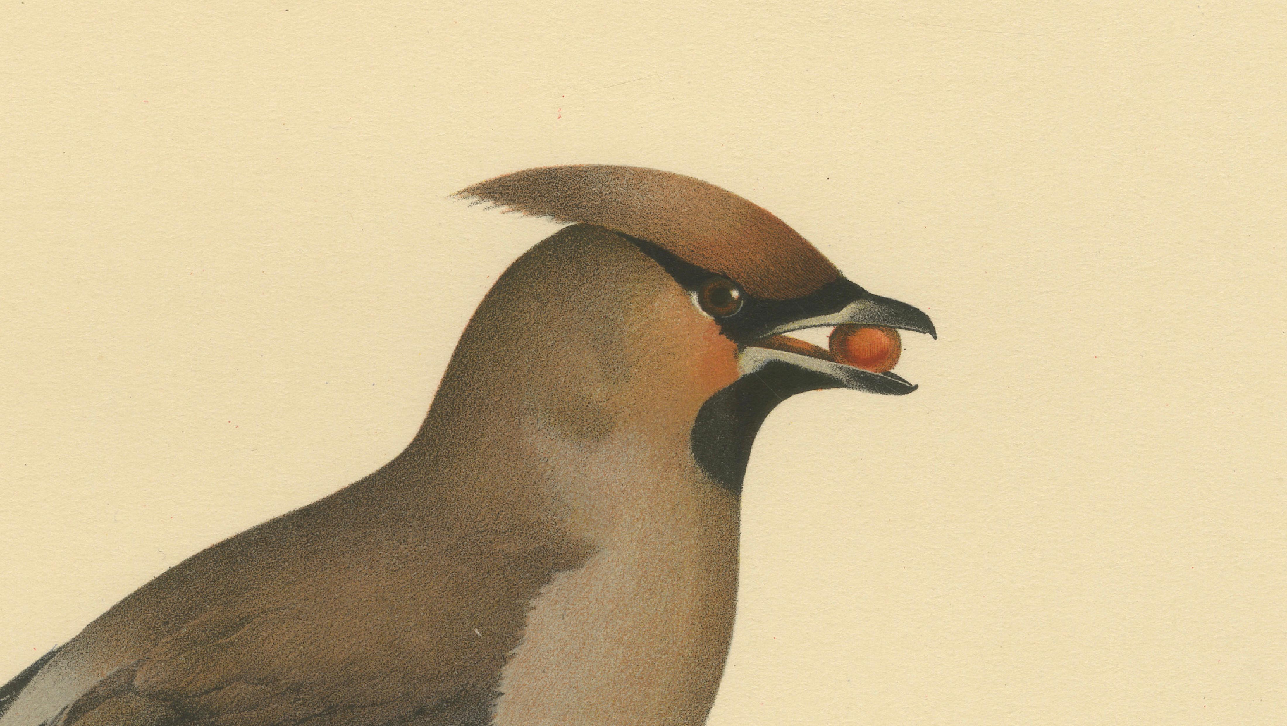 Bohemian Waxwing with Berries – Swedish Bird Lithograph, 1929