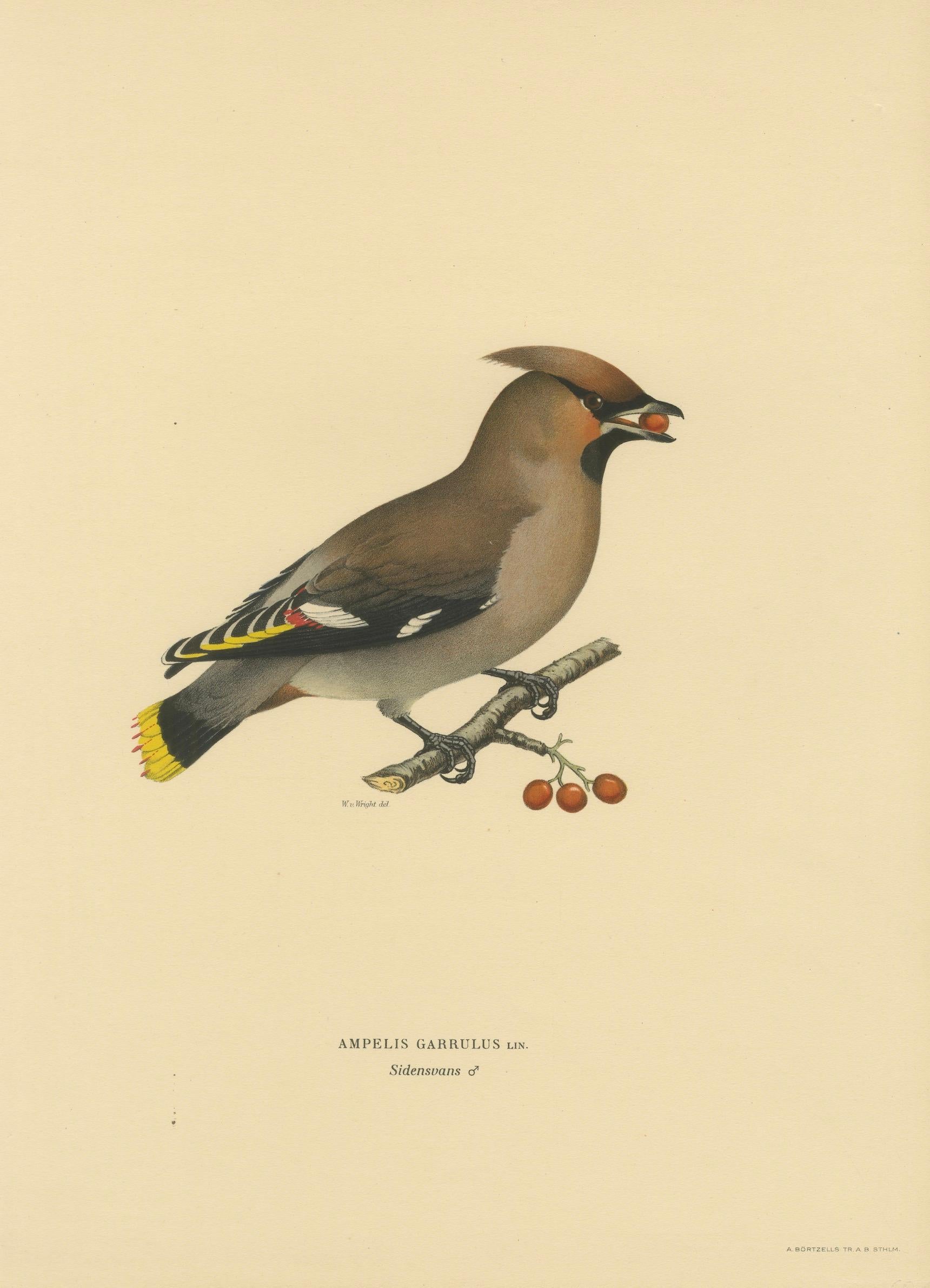 Bohemian Waxwing with Berries – Swedish Bird Lithograph, 1929