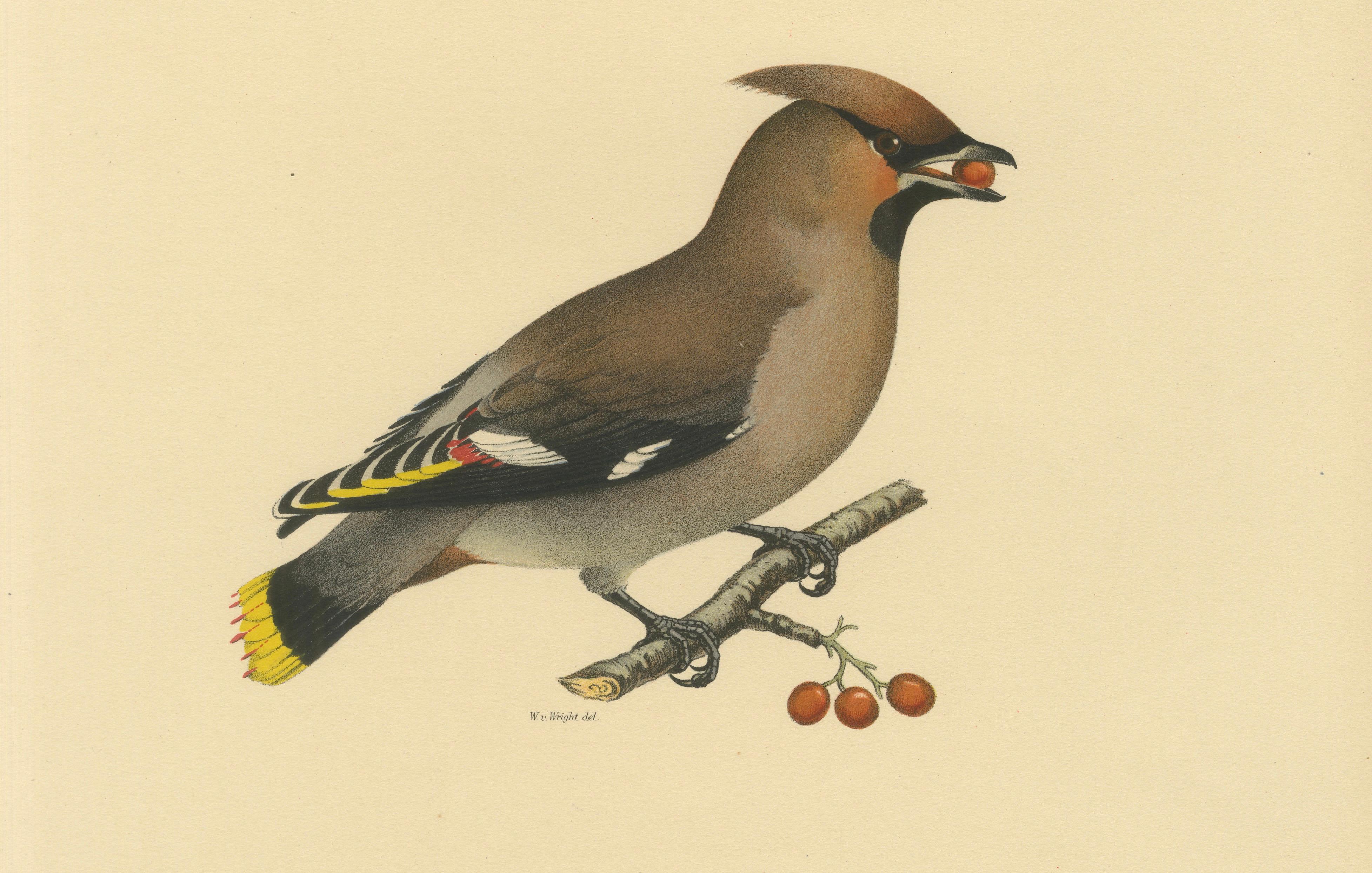 Bohemian Waxwing with Berries – Swedish Bird Lithograph, 1929