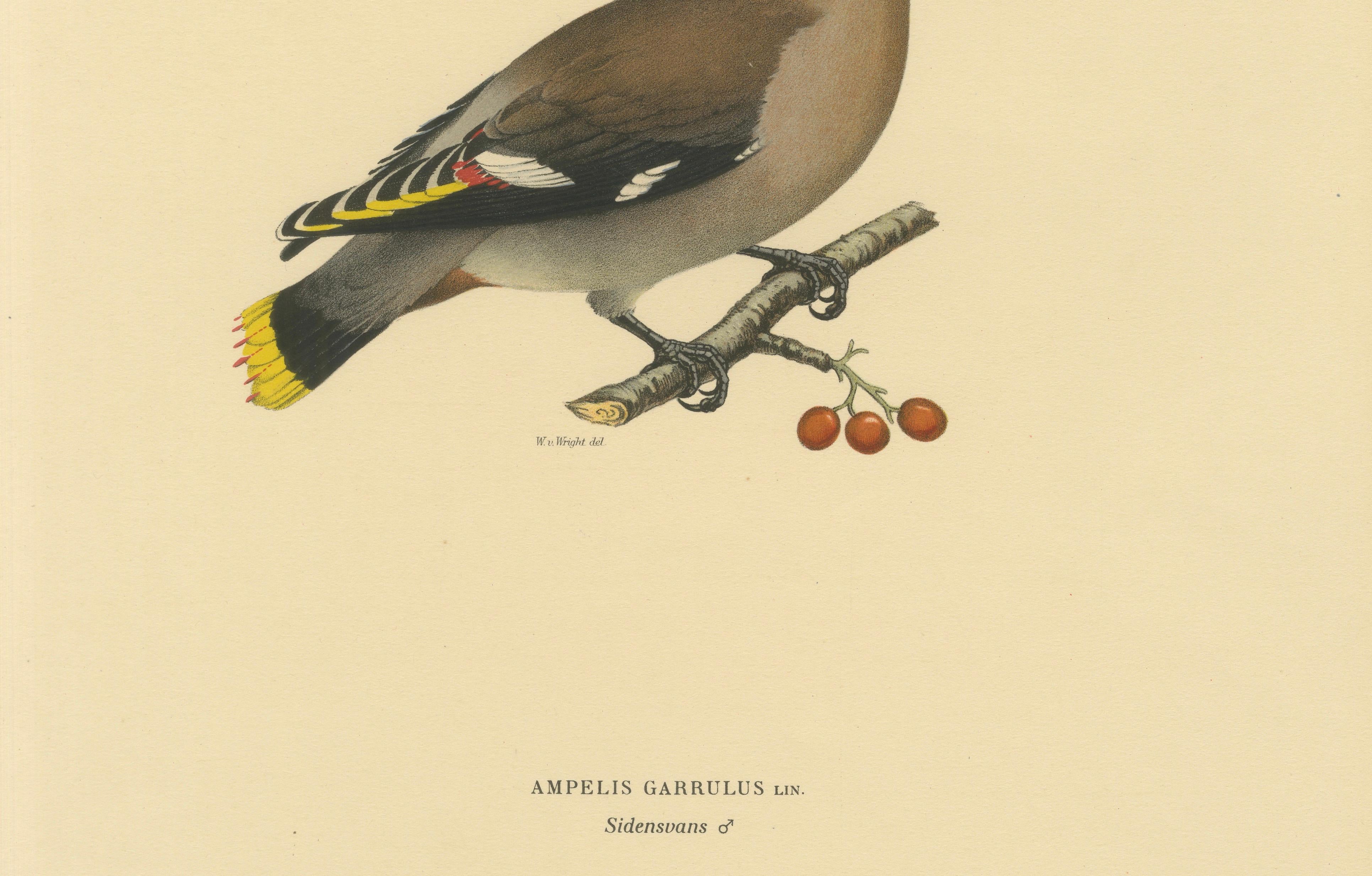 Bohemian Waxwing with Berries – Swedish Bird Lithograph, 1929