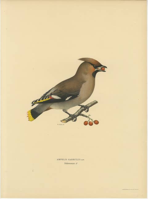 Bohemian Waxwing with Berries – Swedish Bird Lithograph, 1929