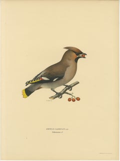Bohemian Waxwing with Berries – Swedish Bird Lithograph, 1929
