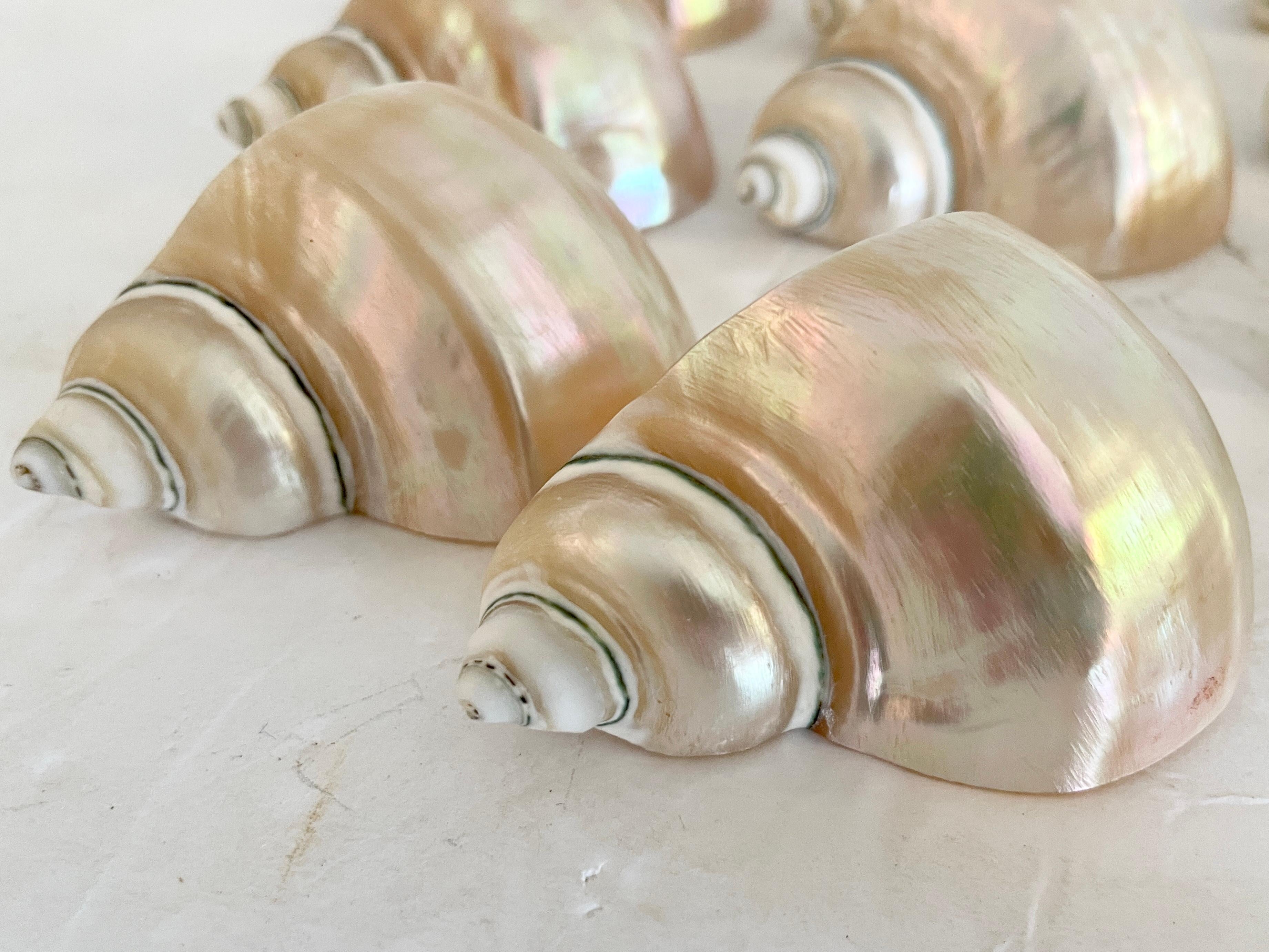 American Boho Chic Shell Napkin Rings, Set of 17