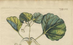 Bold Leaves and Butterfly – Hand-Colored Botanical Print from Meerburgh, 1775