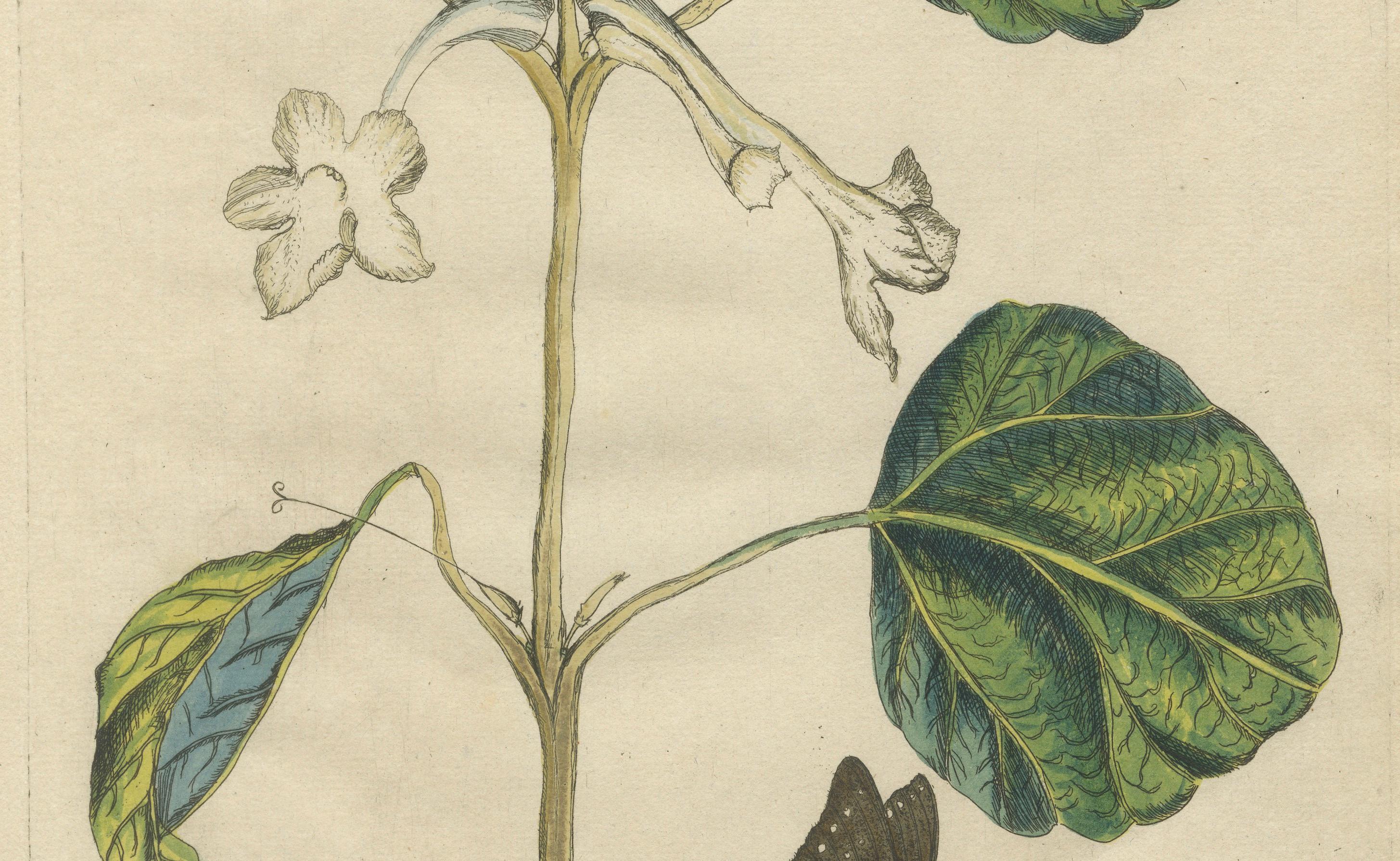 Dutch Bold Leaves and Butterfly – Hand-Colored Botanical Print from Meerburgh, 1775 For Sale