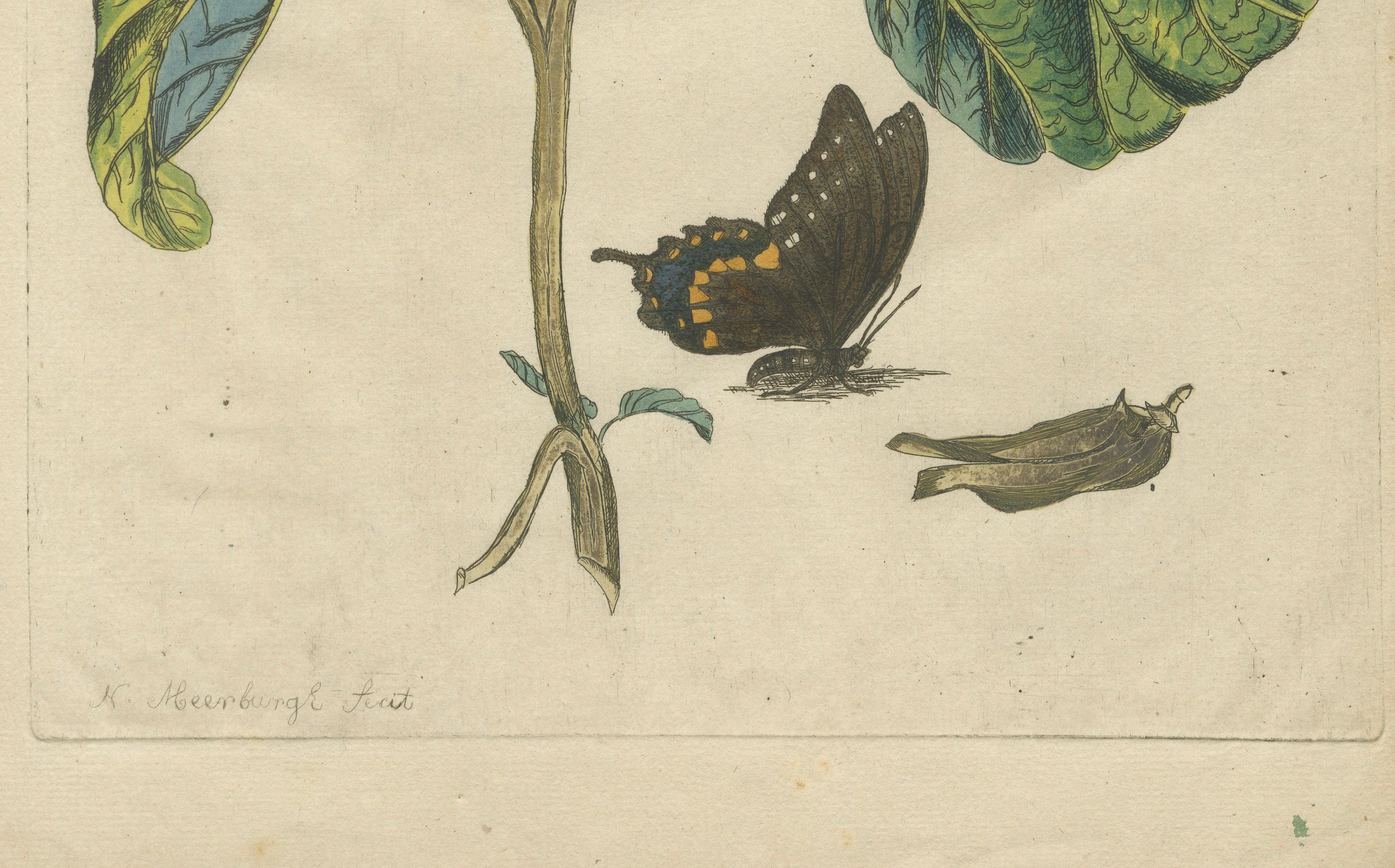 Engraved Bold Leaves and Butterfly – Hand-Colored Botanical Print from Meerburgh, 1775 For Sale